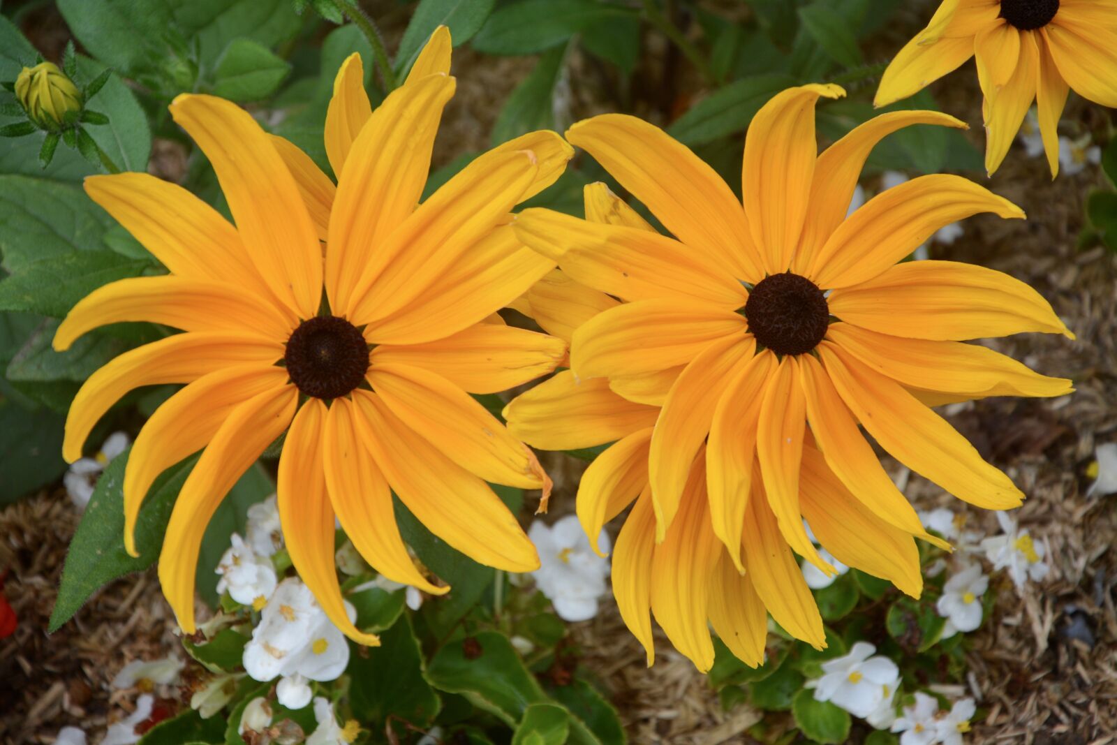 Nikon D5200 sample photo. Flowers orange-yellow, massif, garden photography