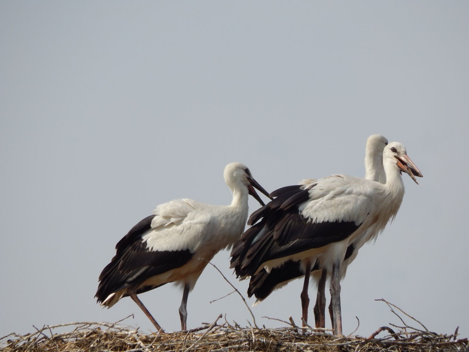 Nikon Coolpix L820 sample photo. Storks, birds, young photography