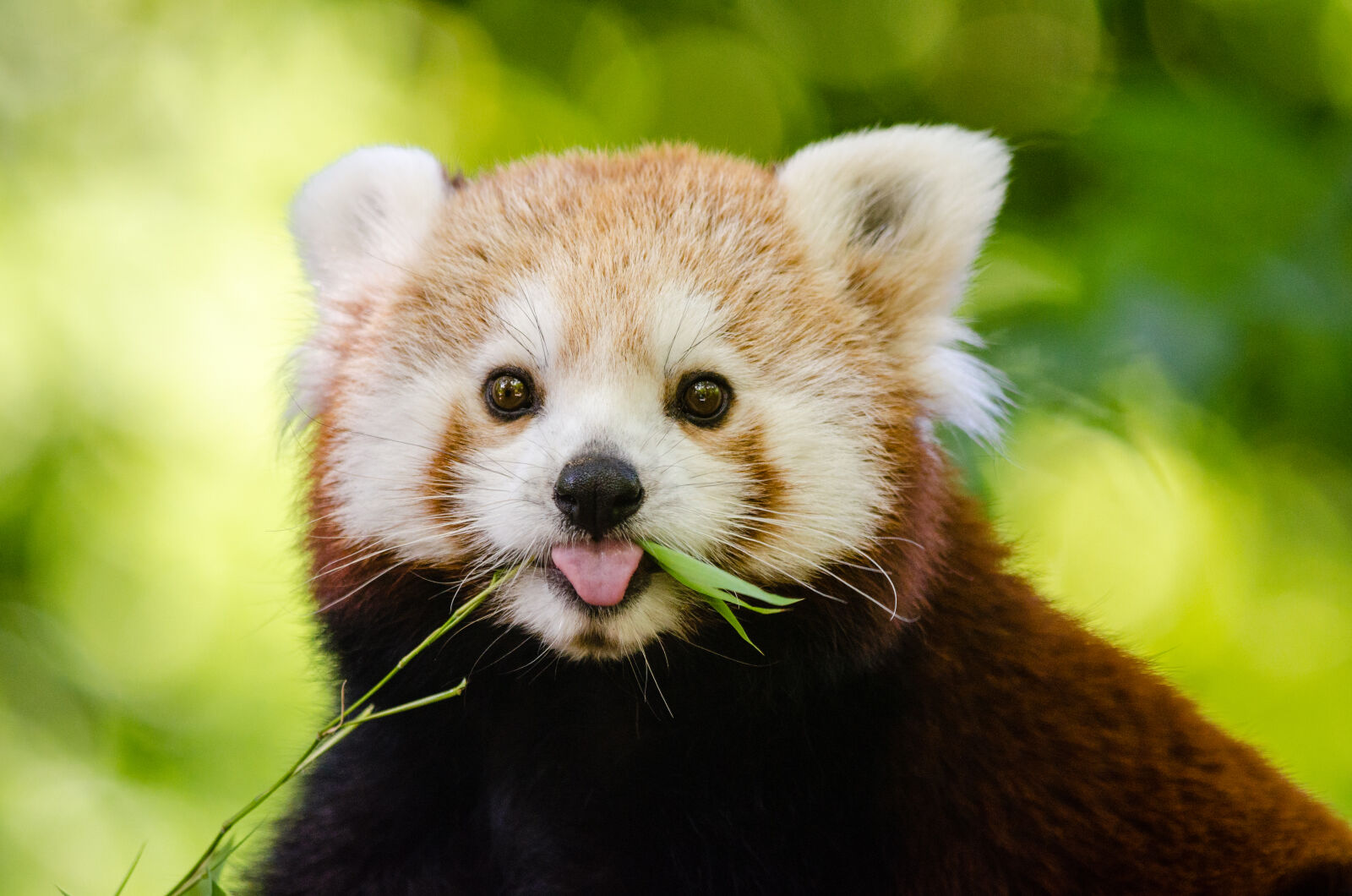 Nikon D7000 + Sigma APO Tele Macro 300mm F4 sample photo. Brown, and, white, grizzly photography
