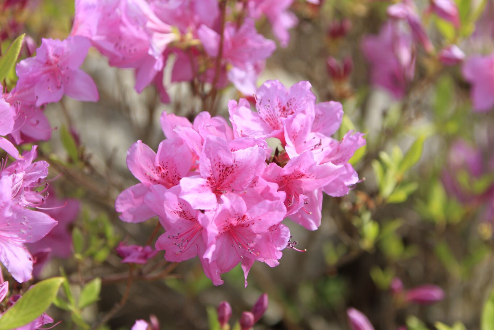 Canon EOS 7D sample photo. Pohang, everywhere park, flowers photography
