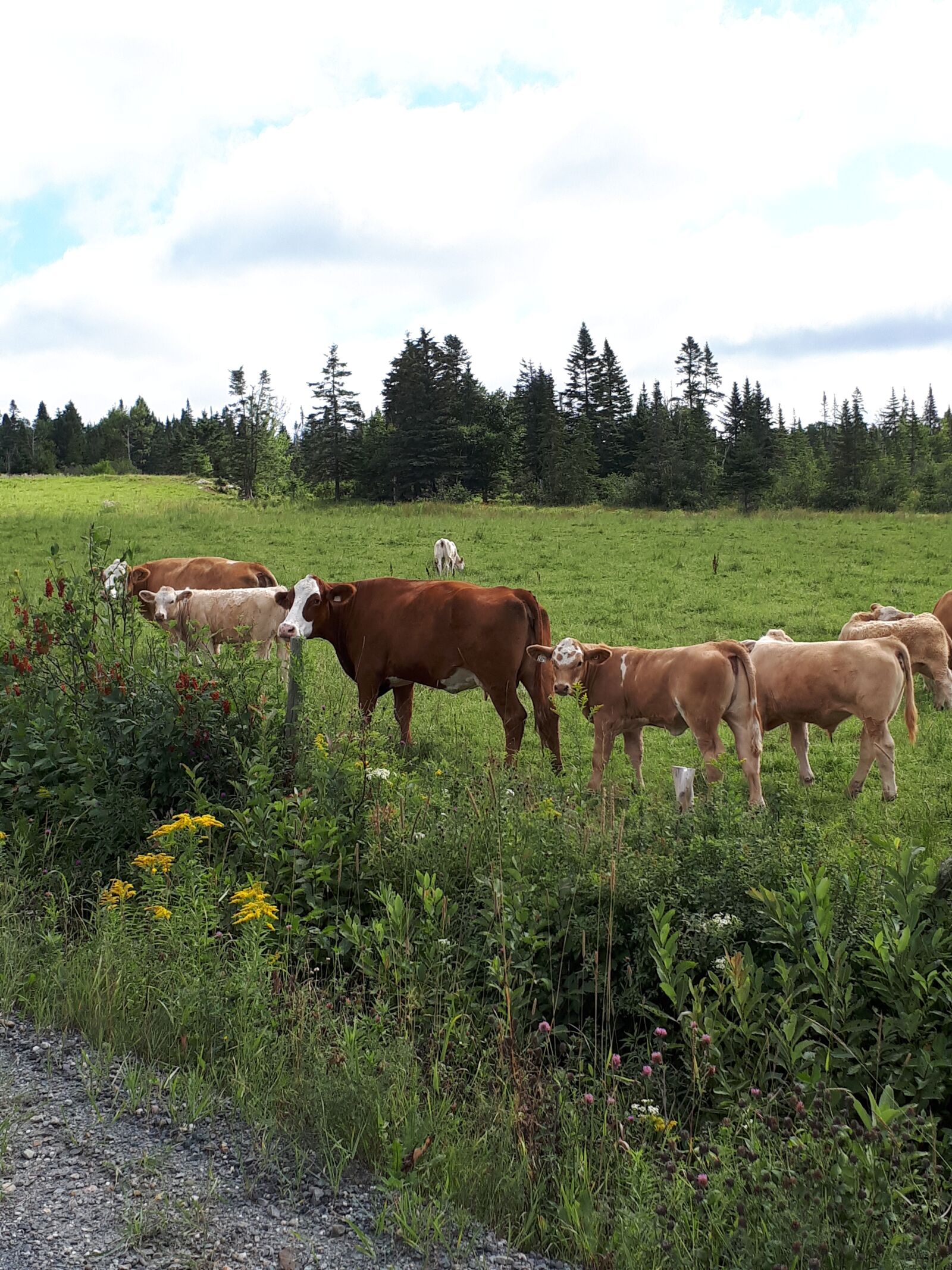 Samsung Galaxy A5(2017) sample photo. Cows, herd, cattle photography