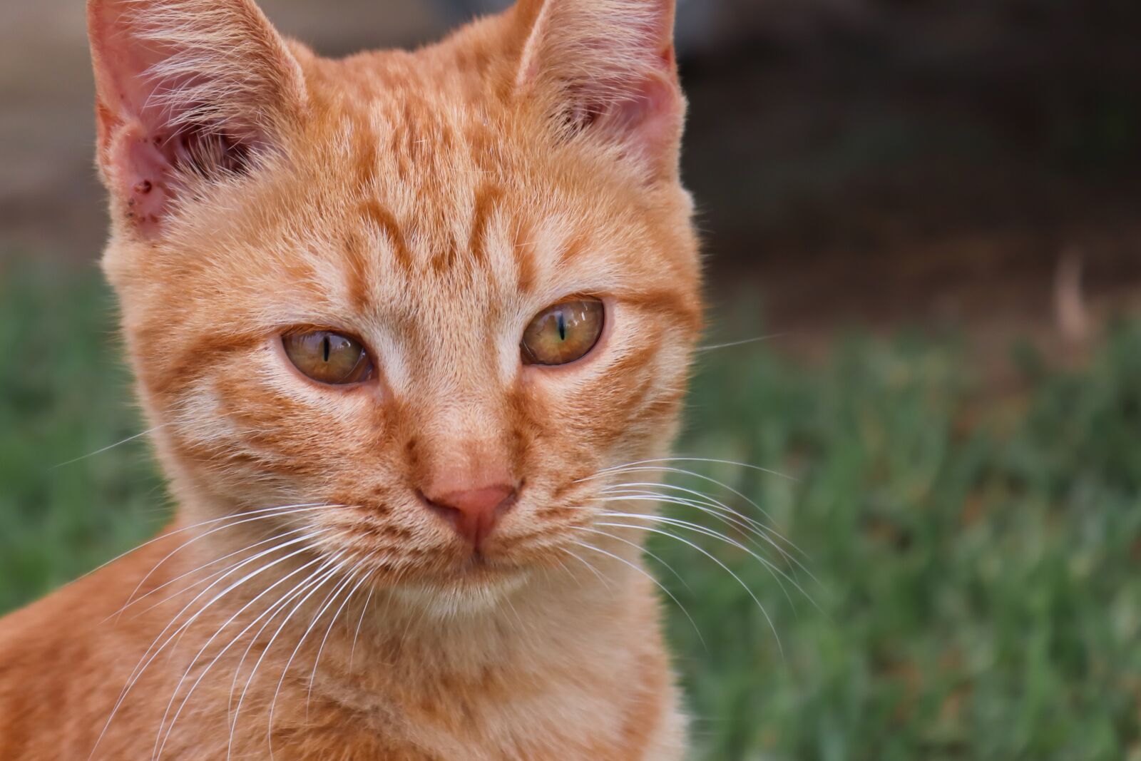 Canon EOS 200D (EOS Rebel SL2 / EOS Kiss X9) sample photo. Cat, red, young photography