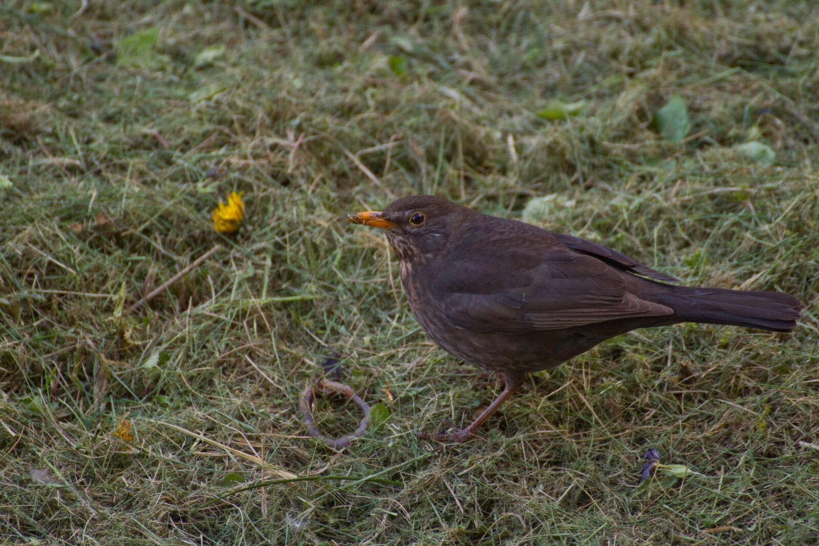 Canon EOS 7D sample photo. Nature, bird, outdoor photography
