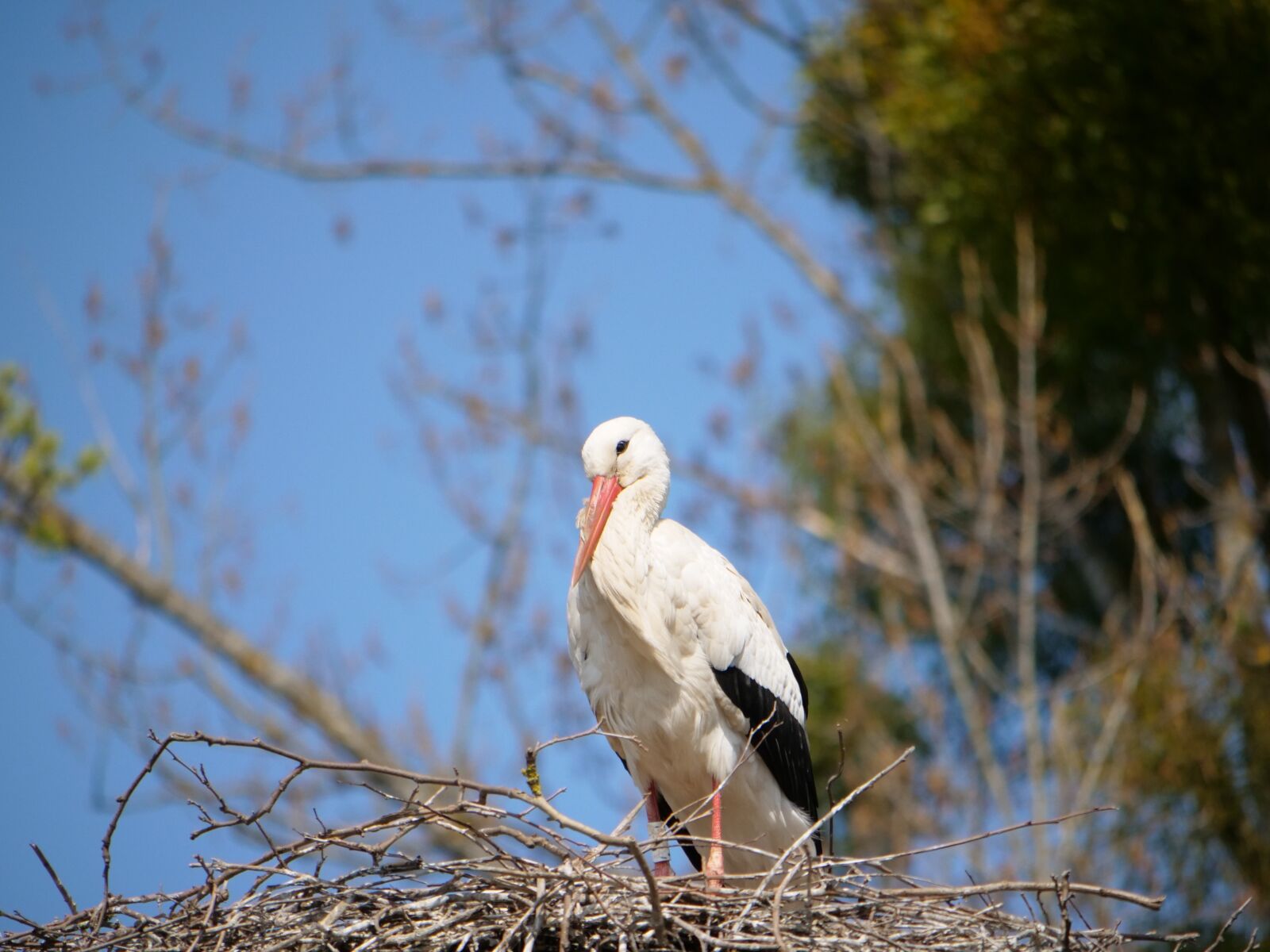 Panasonic Lumix DC-GH5 sample photo. Stork, nest, young photography