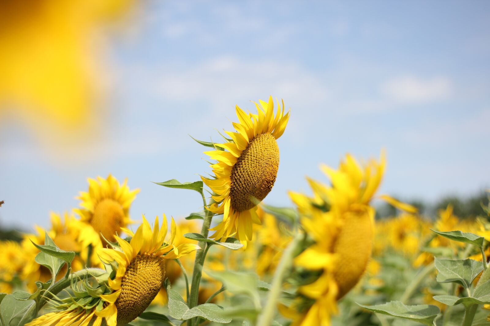 Canon EOS 550D (EOS Rebel T2i / EOS Kiss X4) sample photo. Sunflower, flower, bloom photography