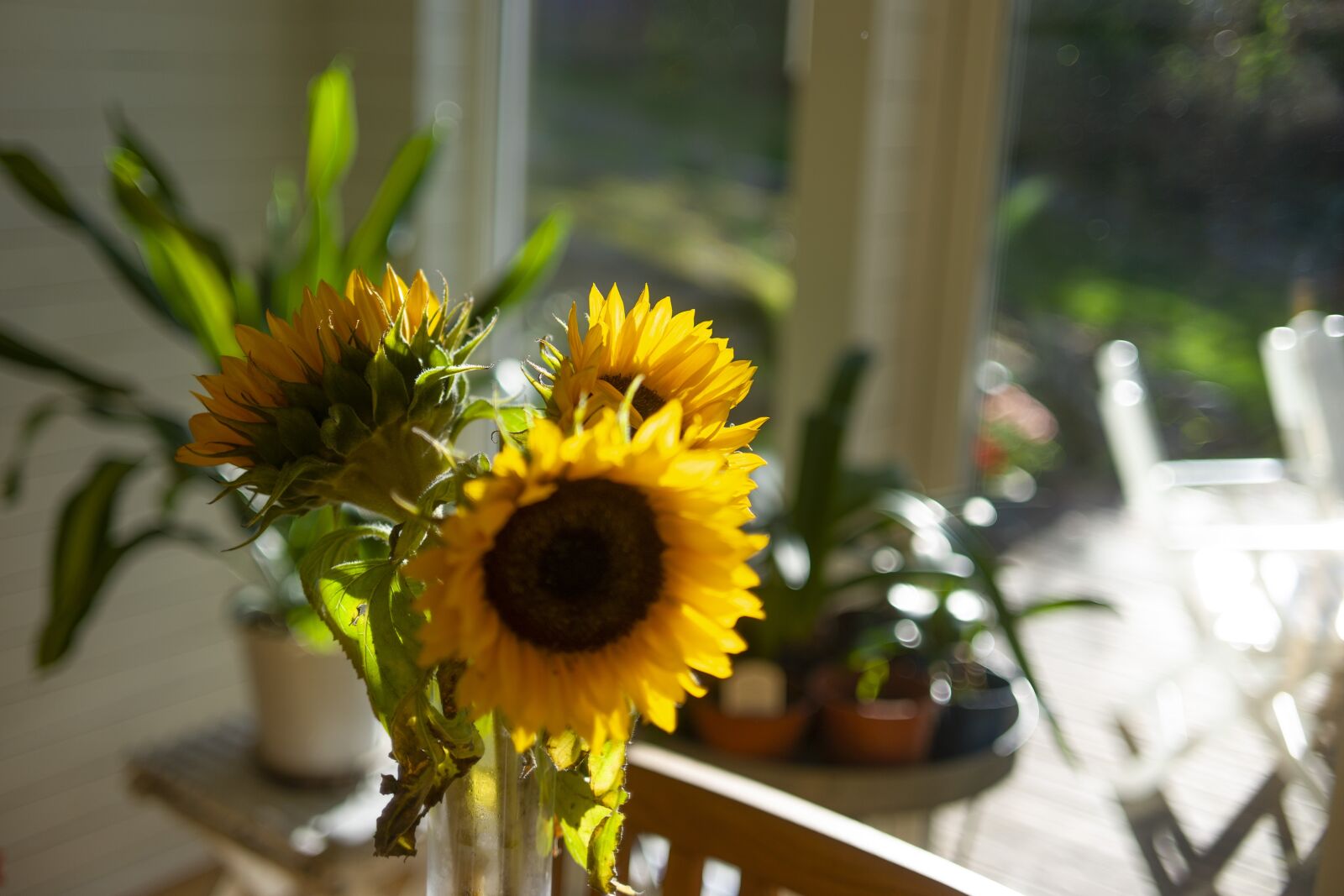Leica M9 sample photo. Sunflower, yellow, flowers photography