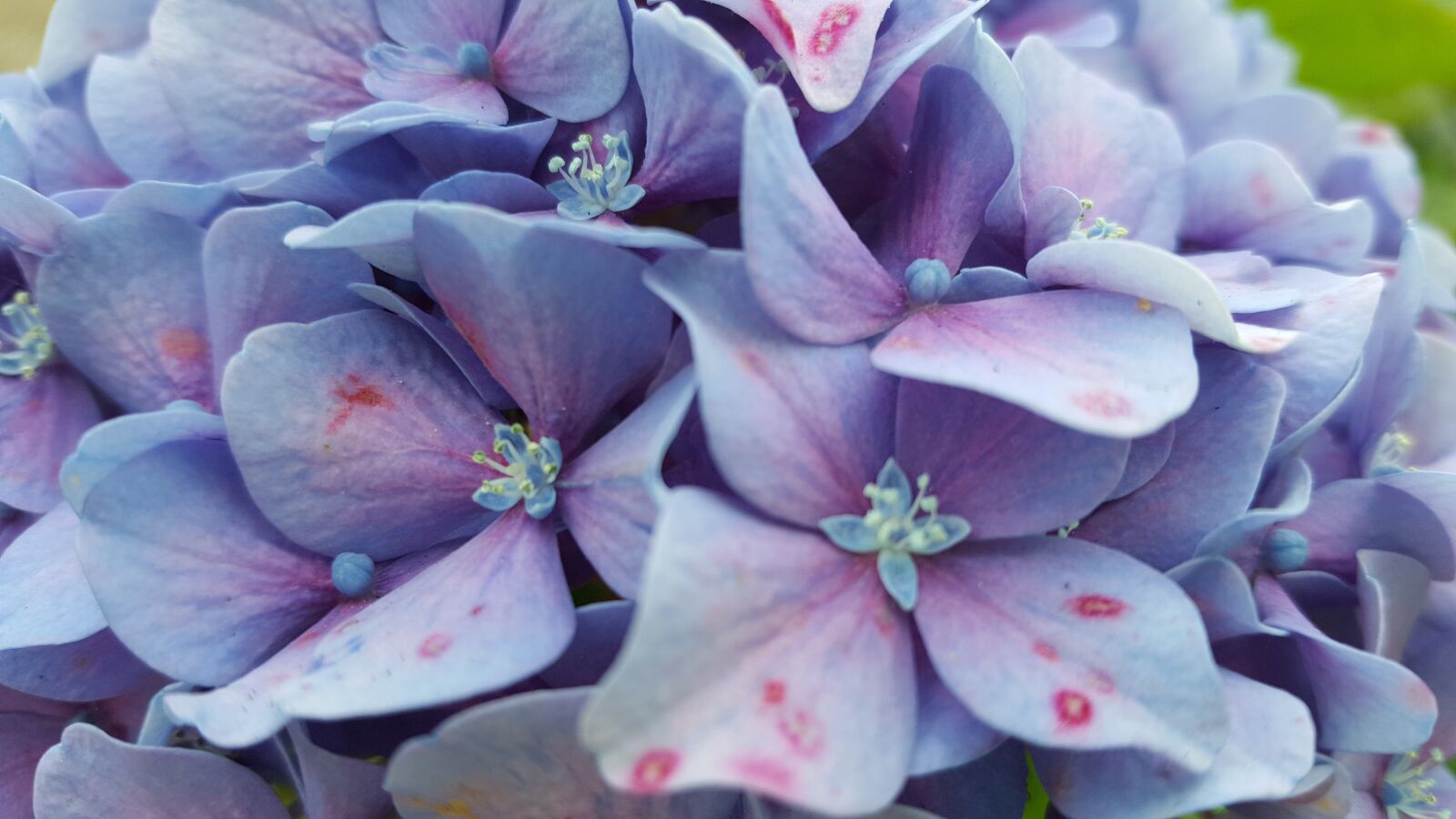 Samsung Galaxy S6 sample photo. Hydrangea, flower, macro photography