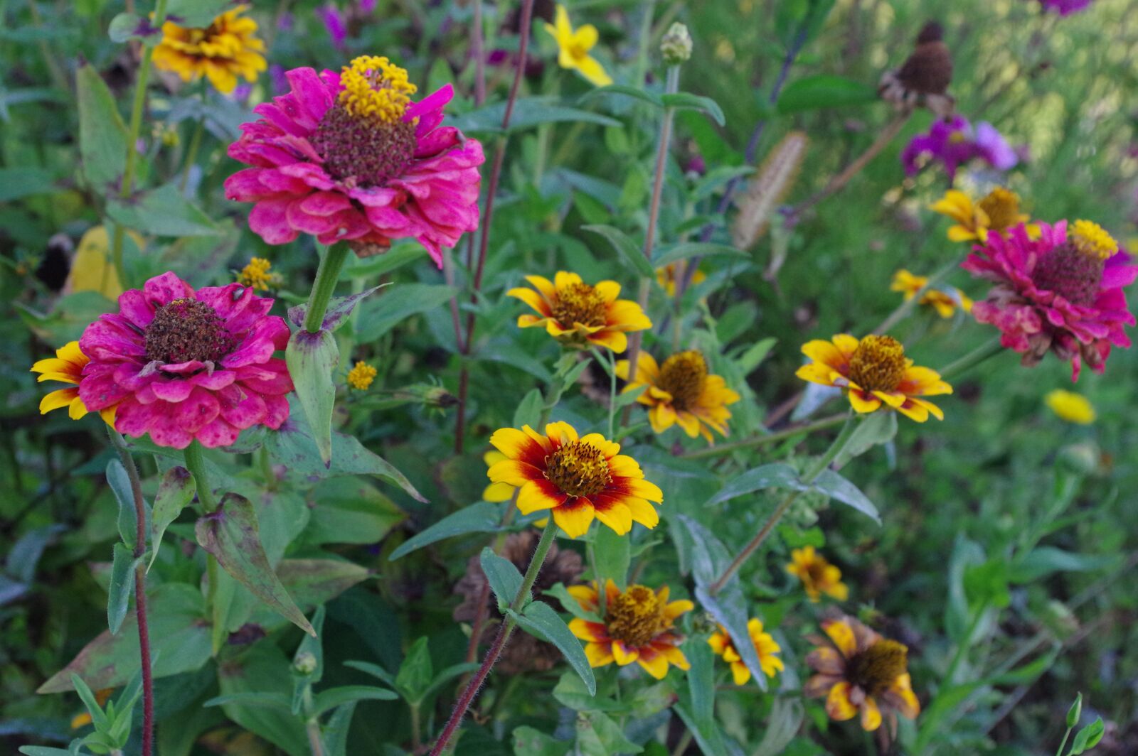 Pentax K-3 sample photo. Scabiosen, flowers, colorful photography