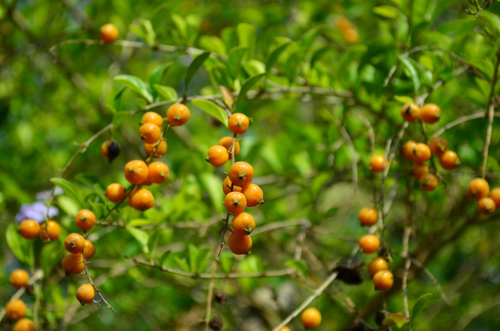 Nikon D5100 sample photo. Berries, orange, fruit photography