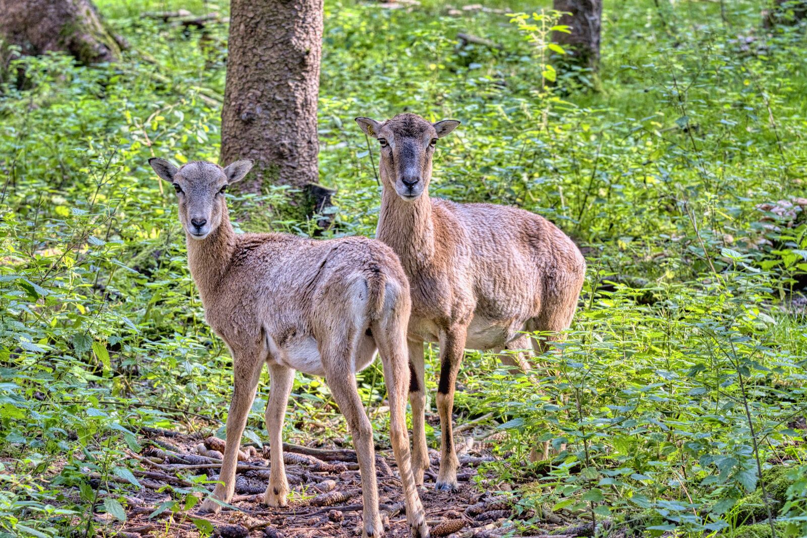 Nikon D7500 sample photo. Mouflon, wild sheep, sheep photography