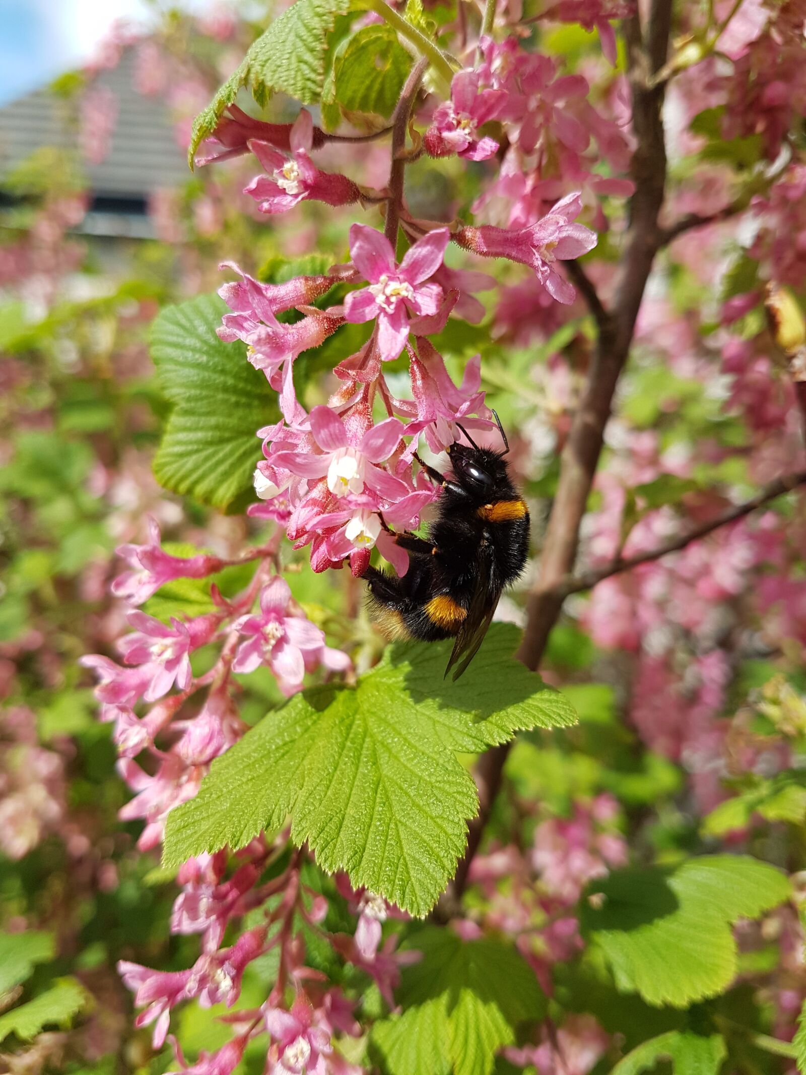 Samsung Galaxy S7 Edge sample photo. Nature, flora, flower photography
