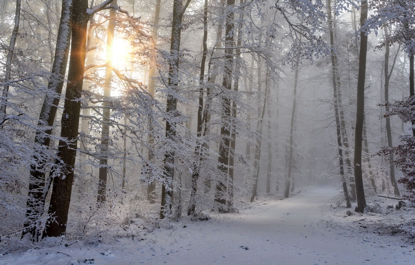Sony a7 II + Sony Vario Tessar T* FE 24-70mm F4 ZA OSS sample photo. Snow, winter, forest photography