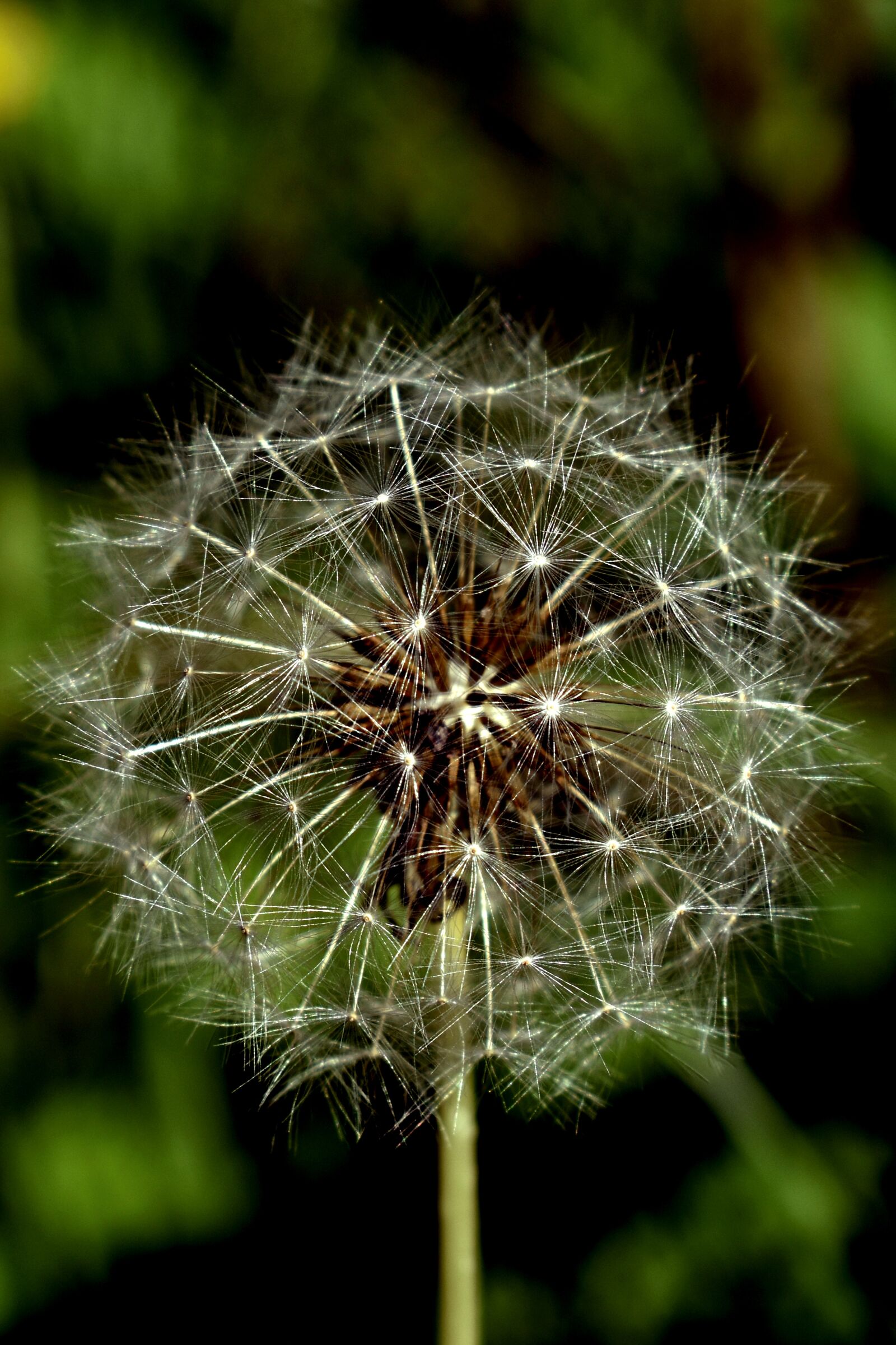 Nikon D3500 sample photo. Achene, flower, asteraceae photography