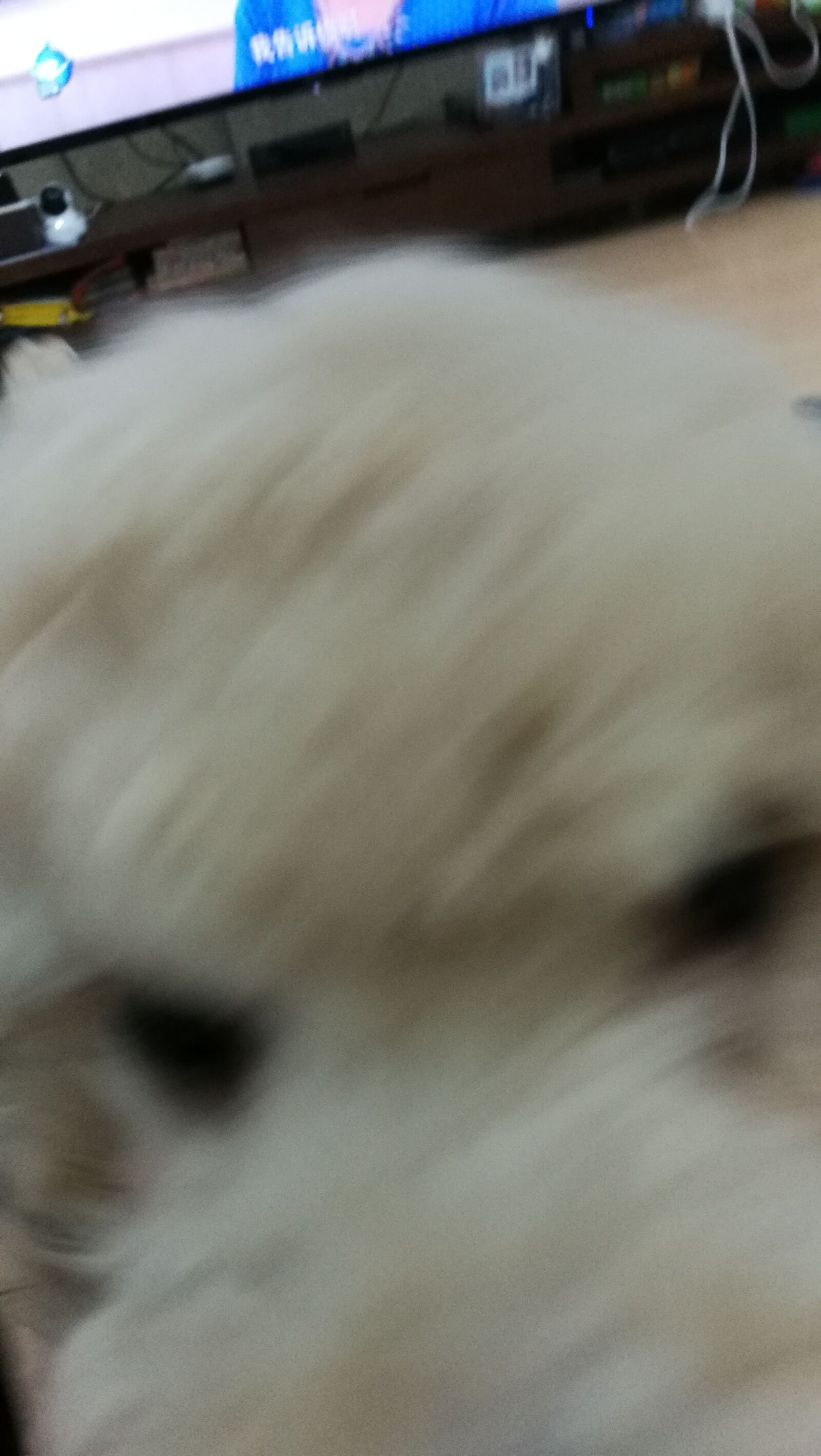 HUAWEI P9 sample photo. Puppy, animals, fluffy photography