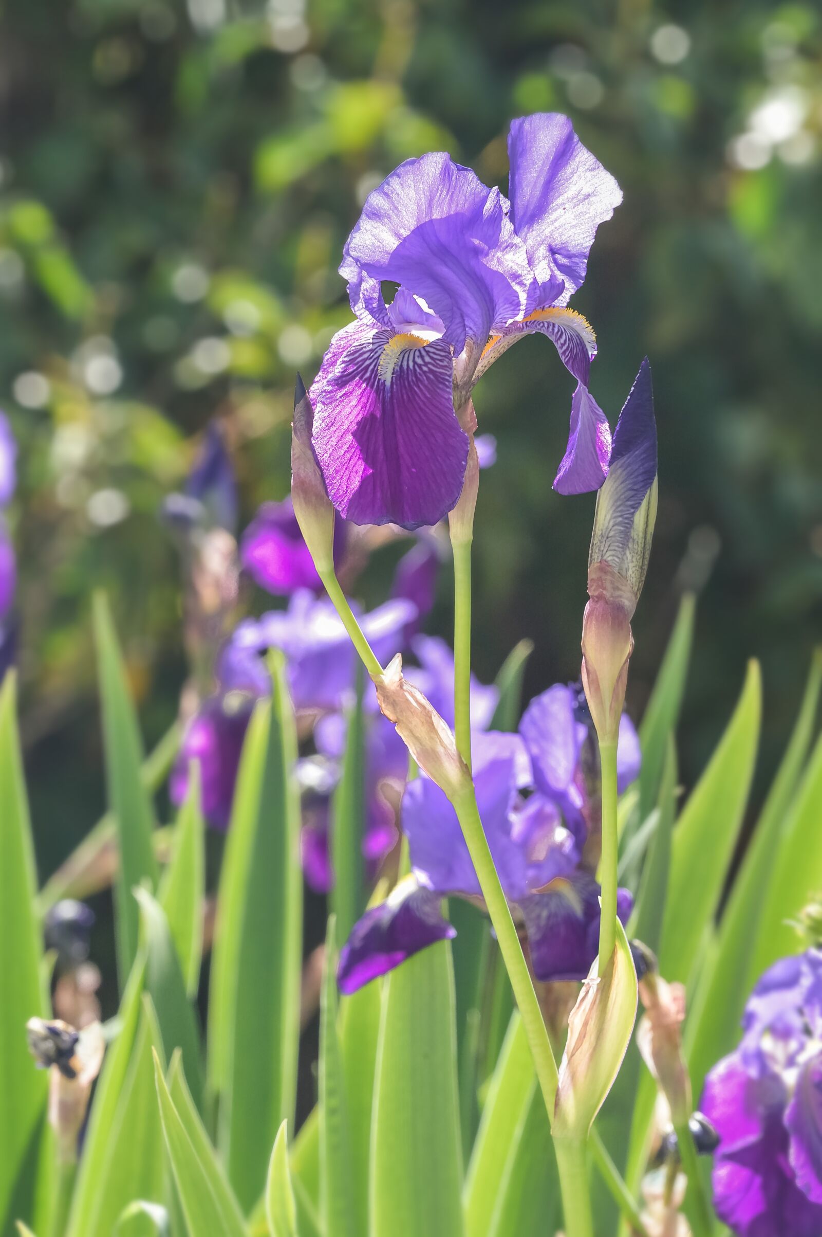 Nikon D3200 sample photo. Flowers, iris, nature photography