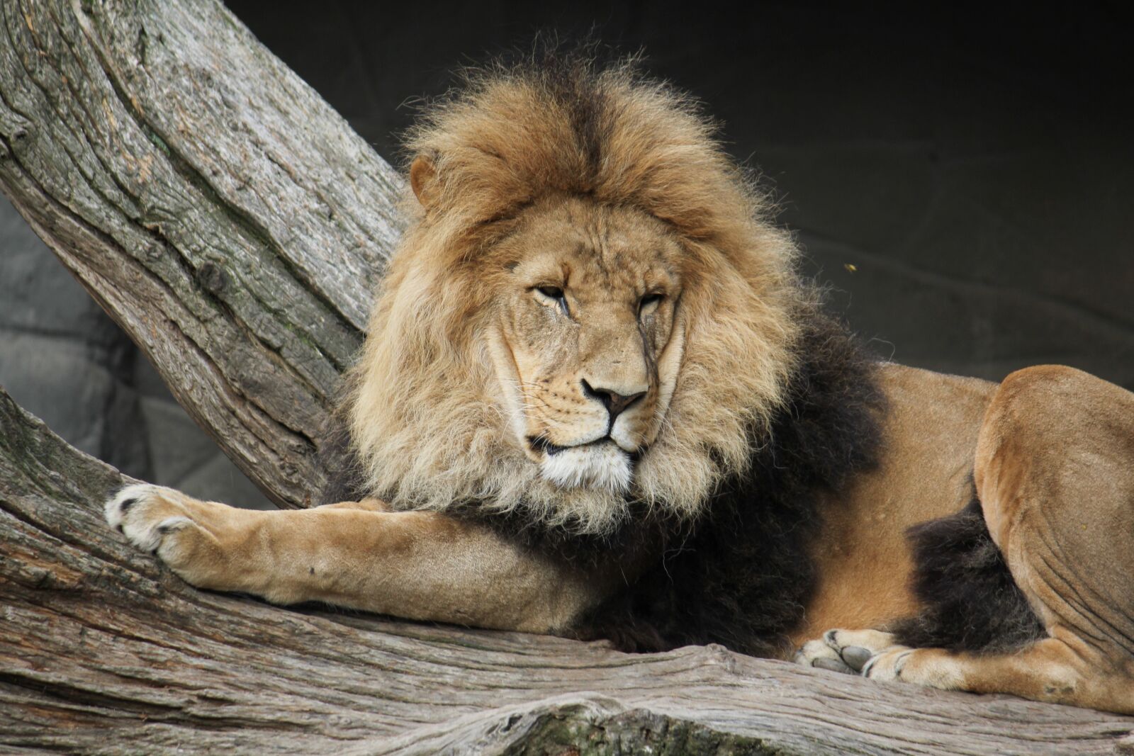 Canon EOS 550D (EOS Rebel T2i / EOS Kiss X4) sample photo. Lion, animal, zoo photography