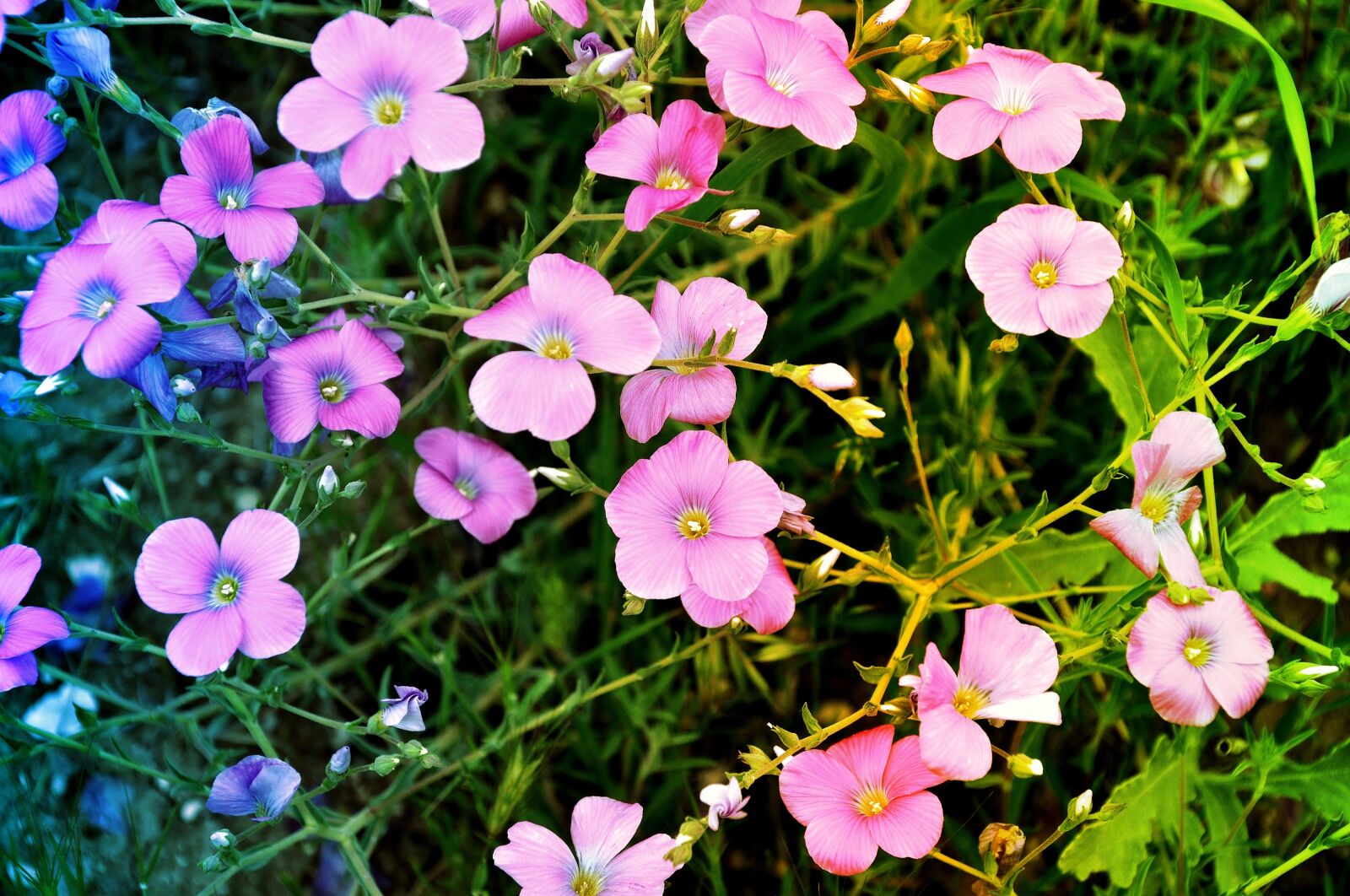 Nikon D90 sample photo. Wildflowers, flower, spring photography