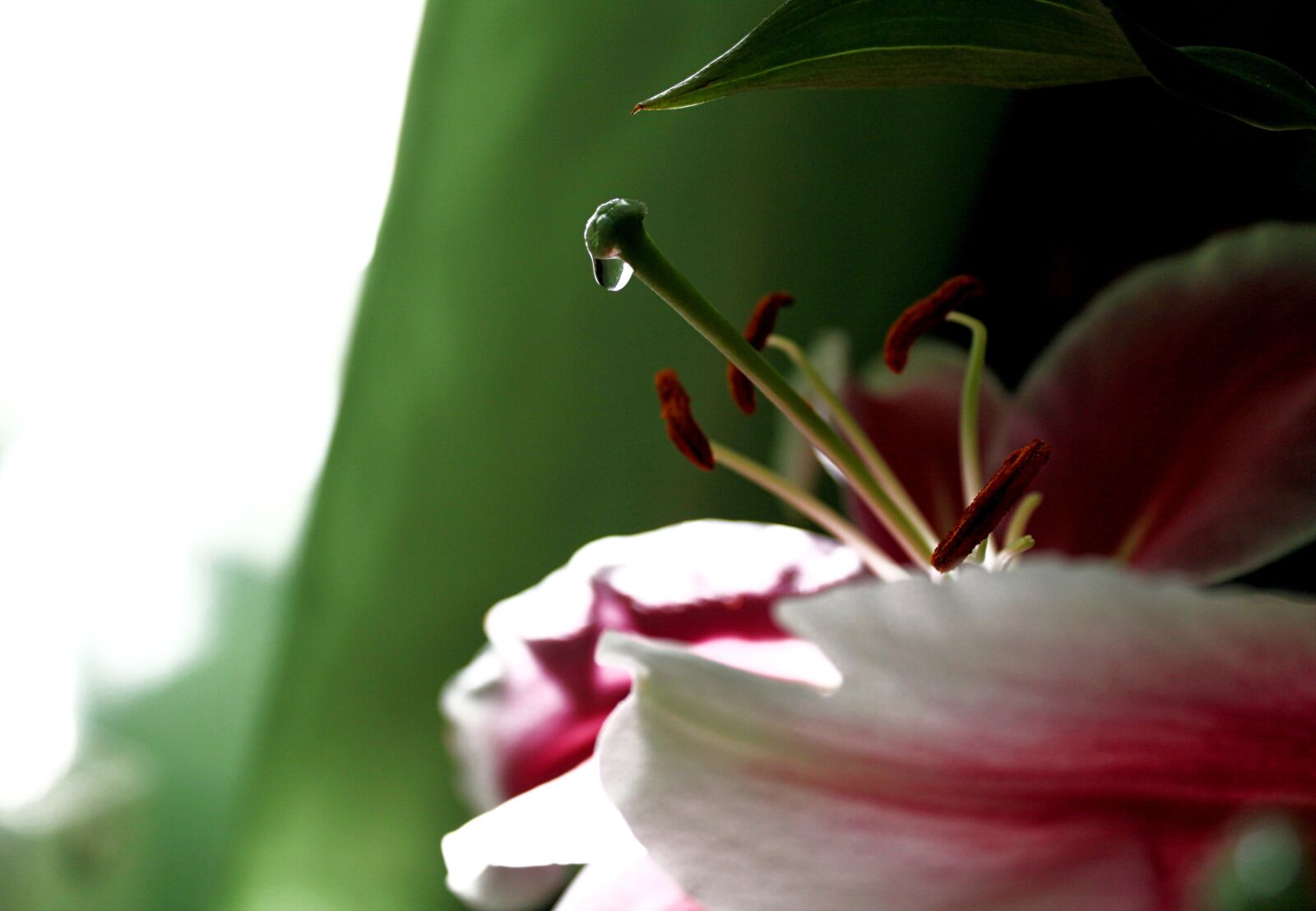 Canon EOS 1100D (EOS Rebel T3 / EOS Kiss X50) sample photo. Lily, nectar, bush lily photography