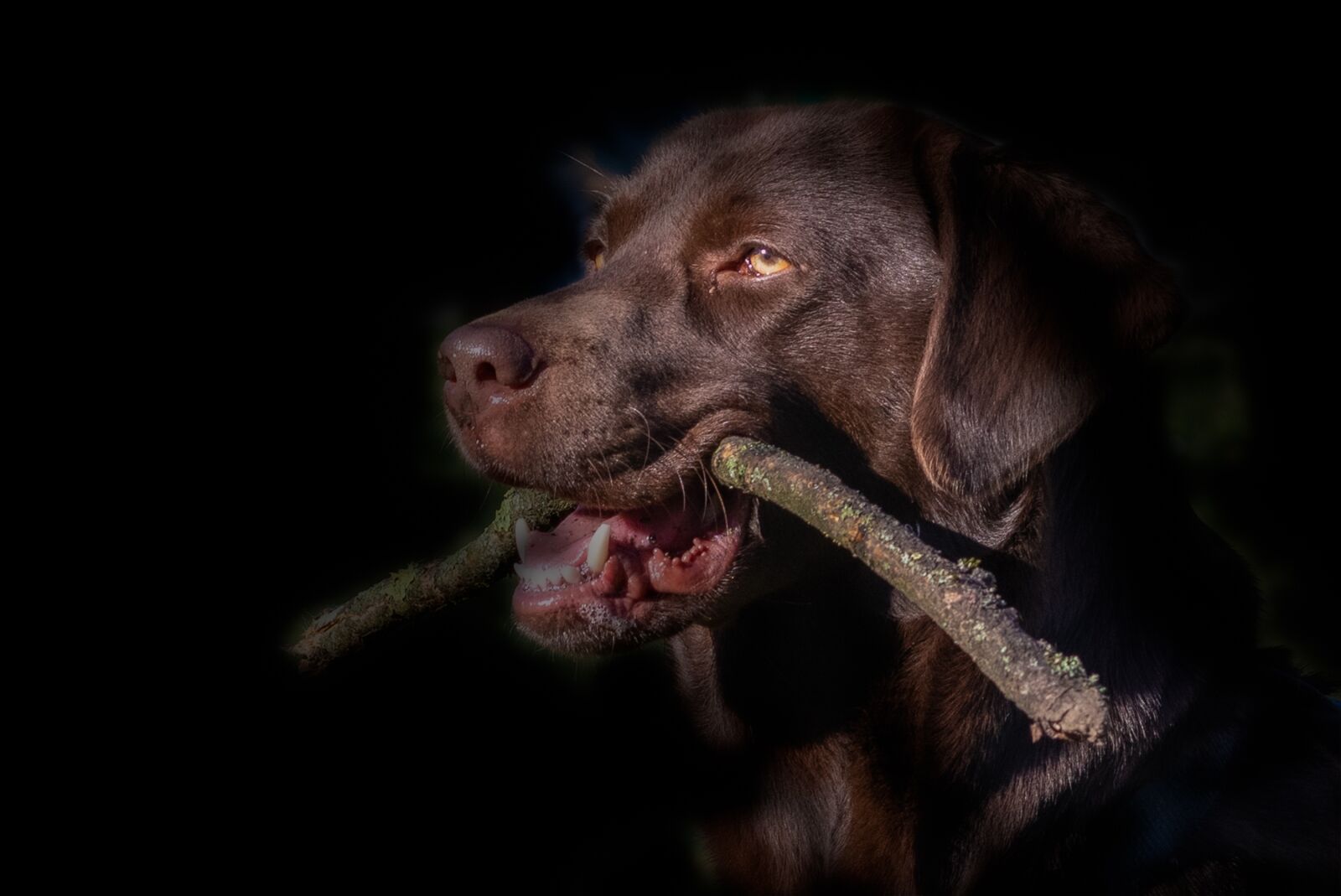 Nikon D500 sample photo. Dog, animal, pet photography