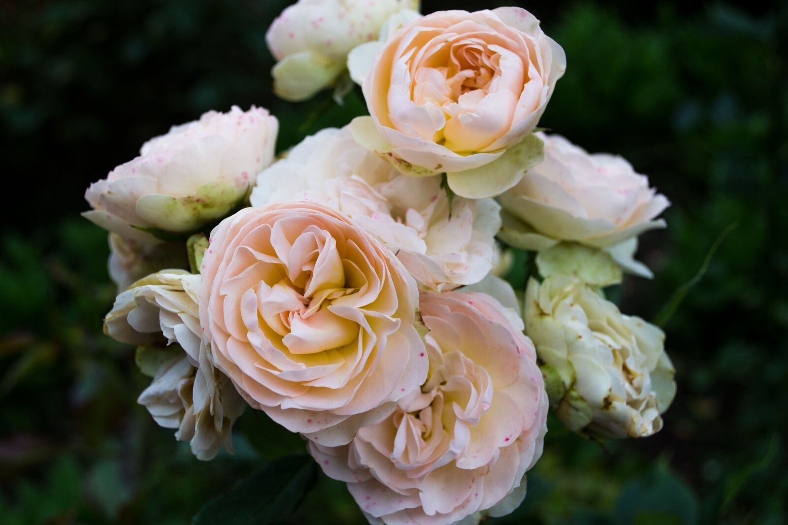 Nikon D3100 sample photo. Rose, white, summer photography