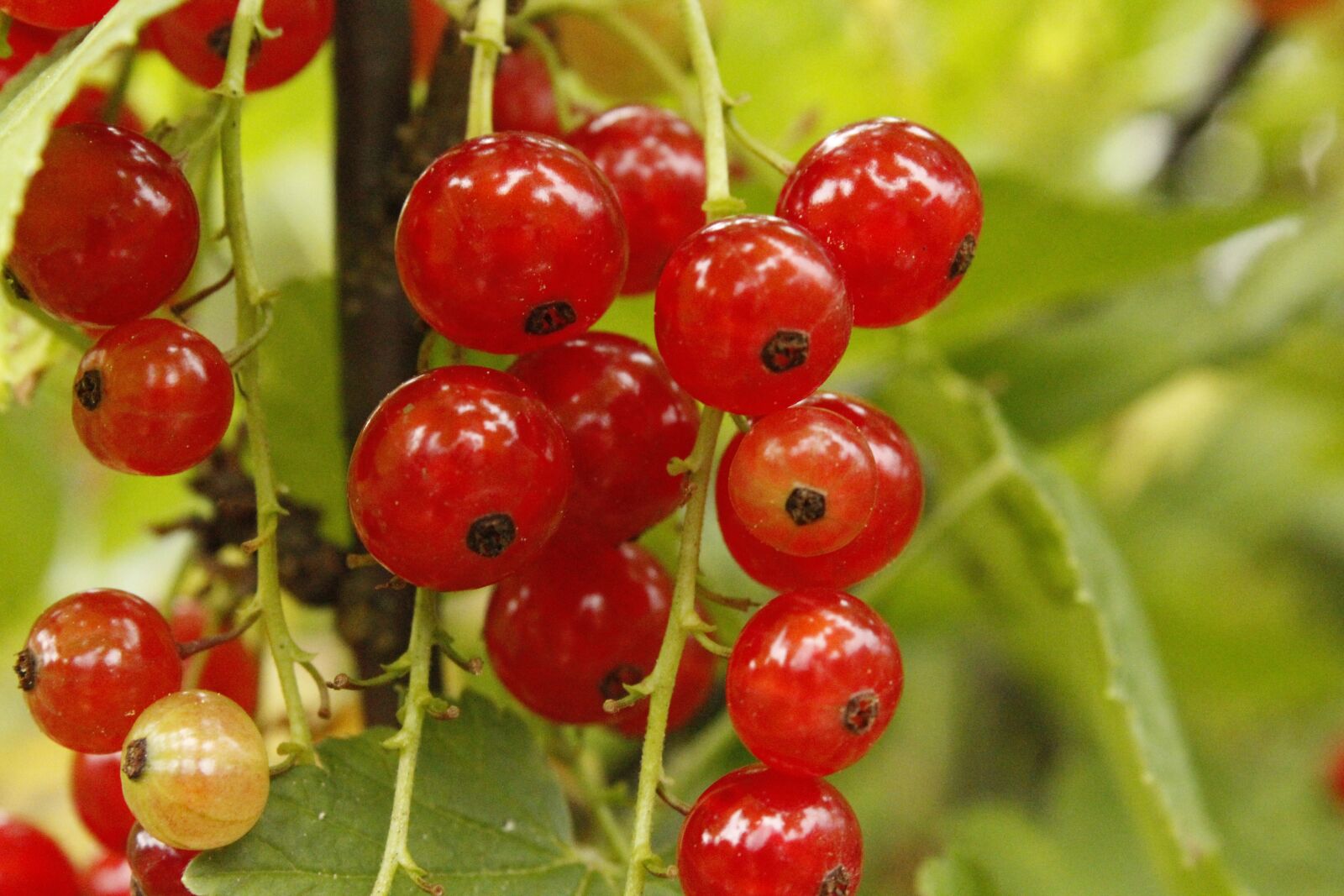 Canon EOS 1200D (EOS Rebel T5 / EOS Kiss X70 / EOS Hi) sample photo. Red currant, fruit, red photography