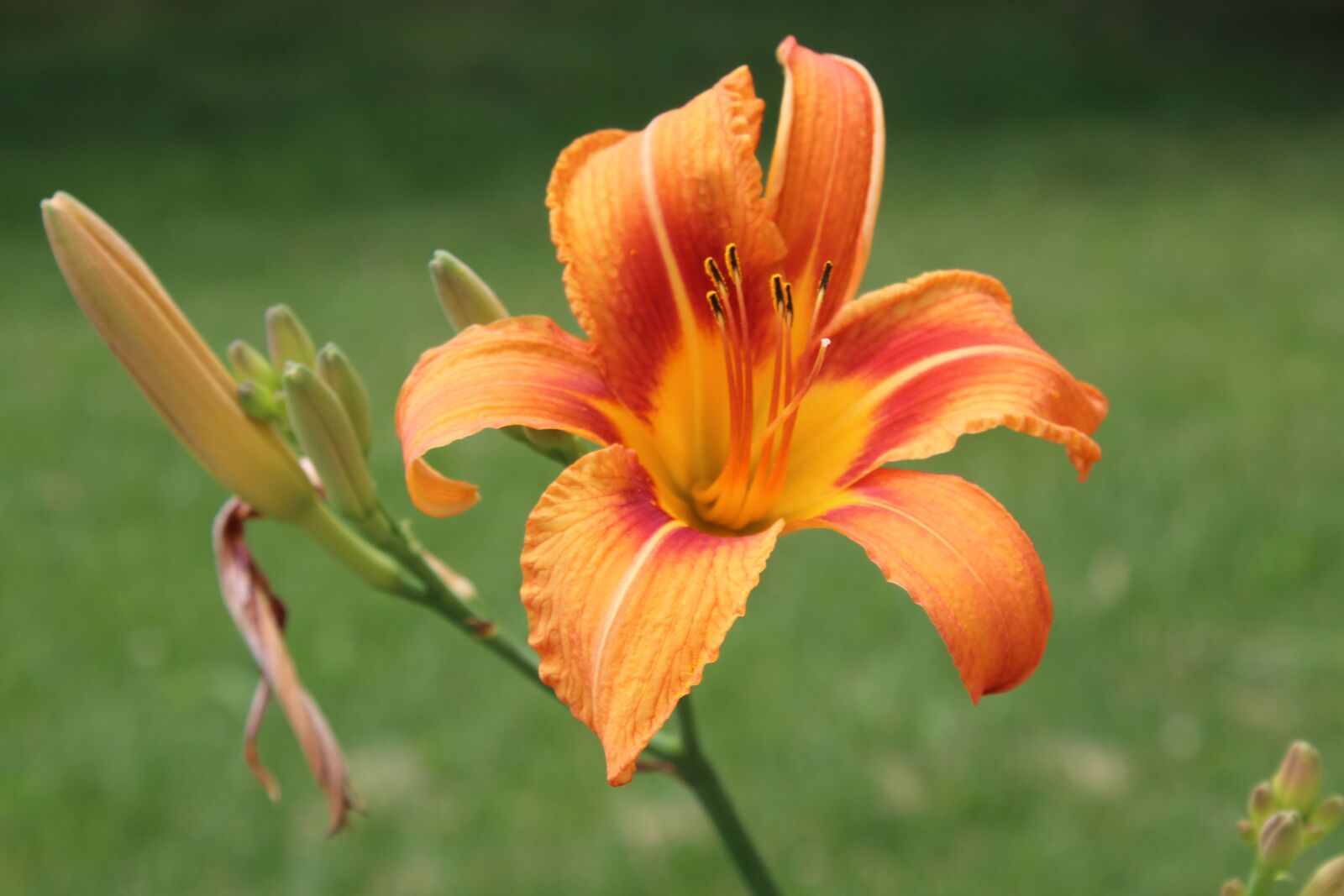Canon EOS 1200D (EOS Rebel T5 / EOS Kiss X70 / EOS Hi) sample photo. Day, lily, orange photography
