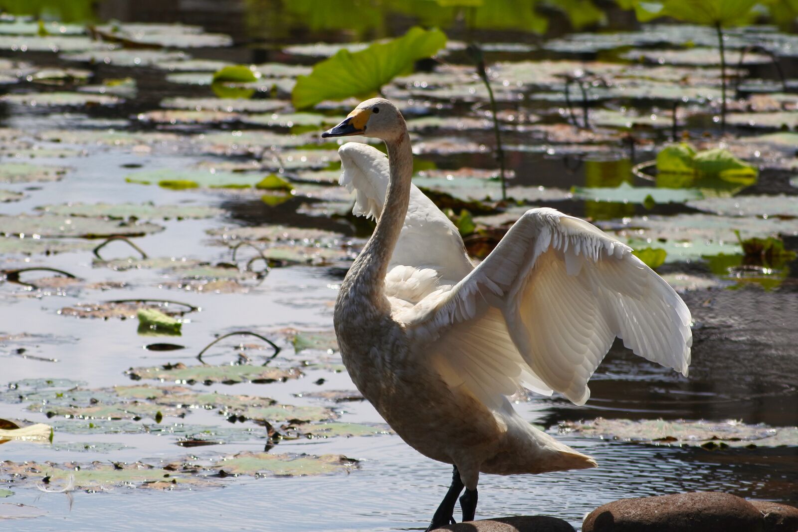 VR 70-300mm f/4.5-6.3G sample photo. Animal, lake, waterside photography