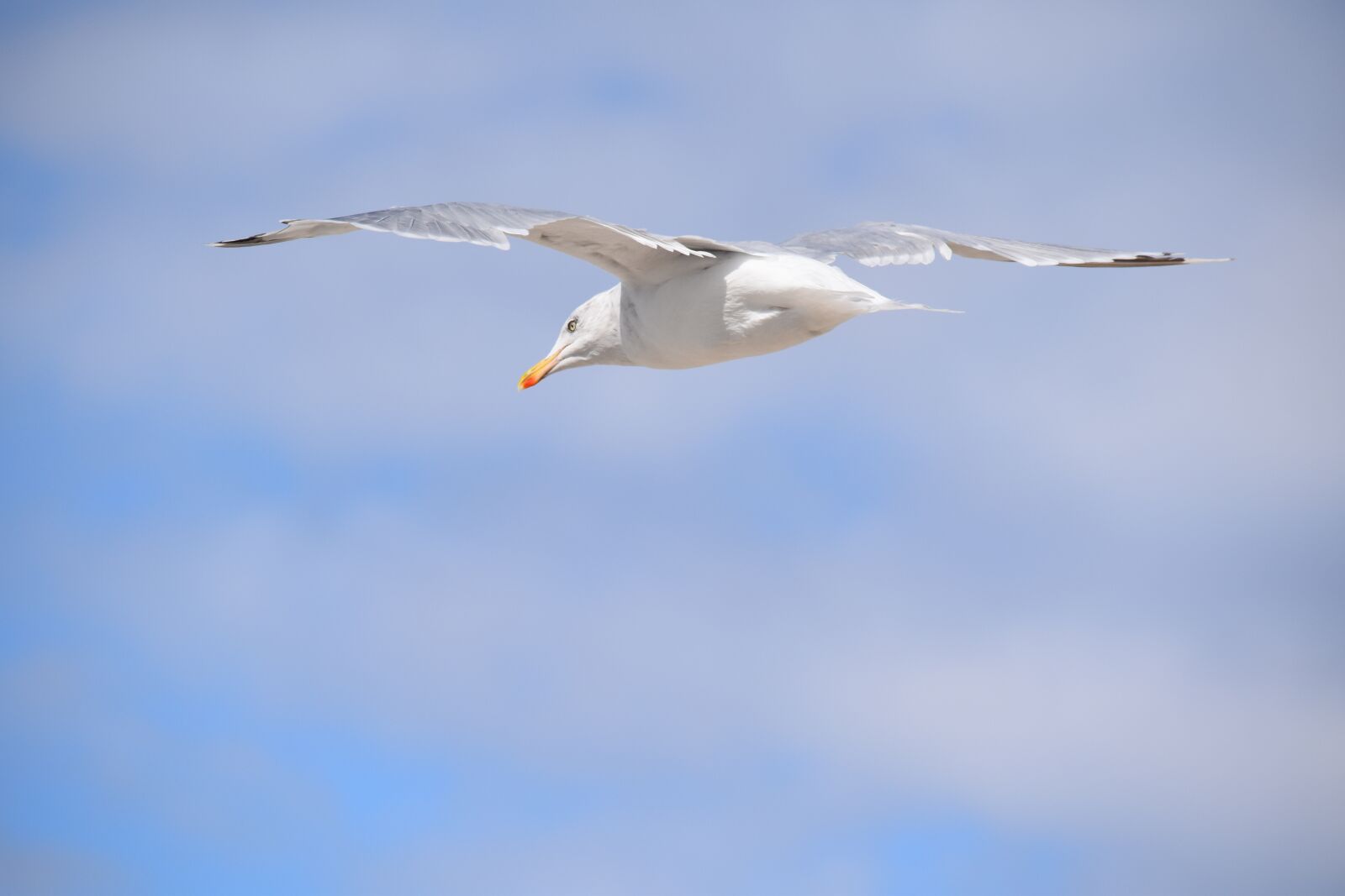 Nikon D5600 sample photo. Gull, a species of photography