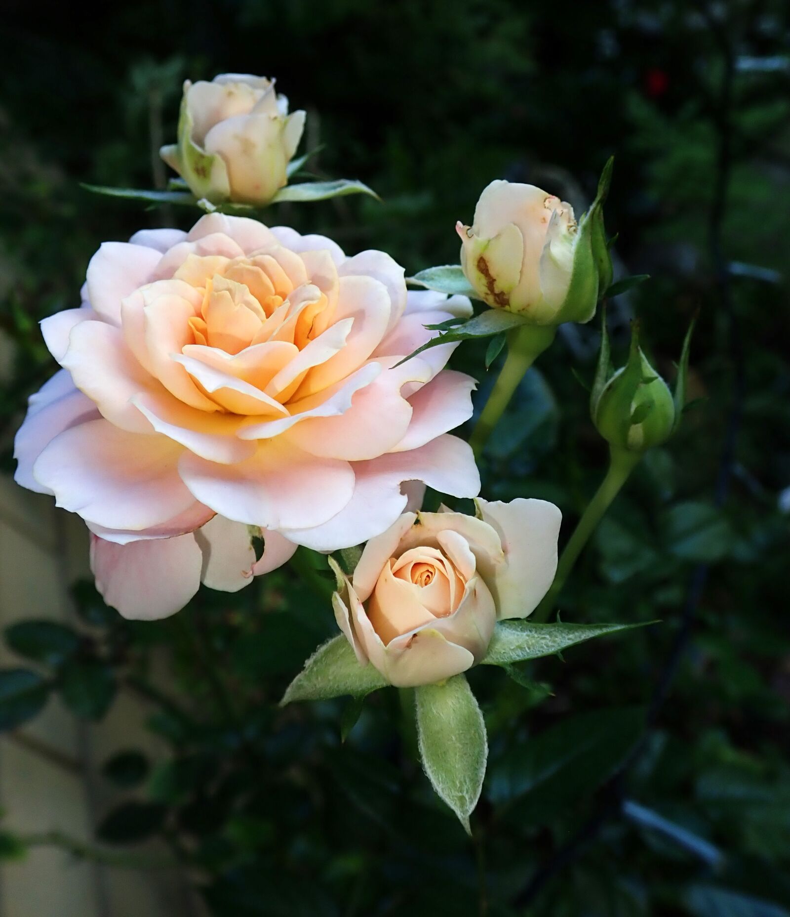 Olympus TG-5 sample photo. Roses, flowers, pink photography