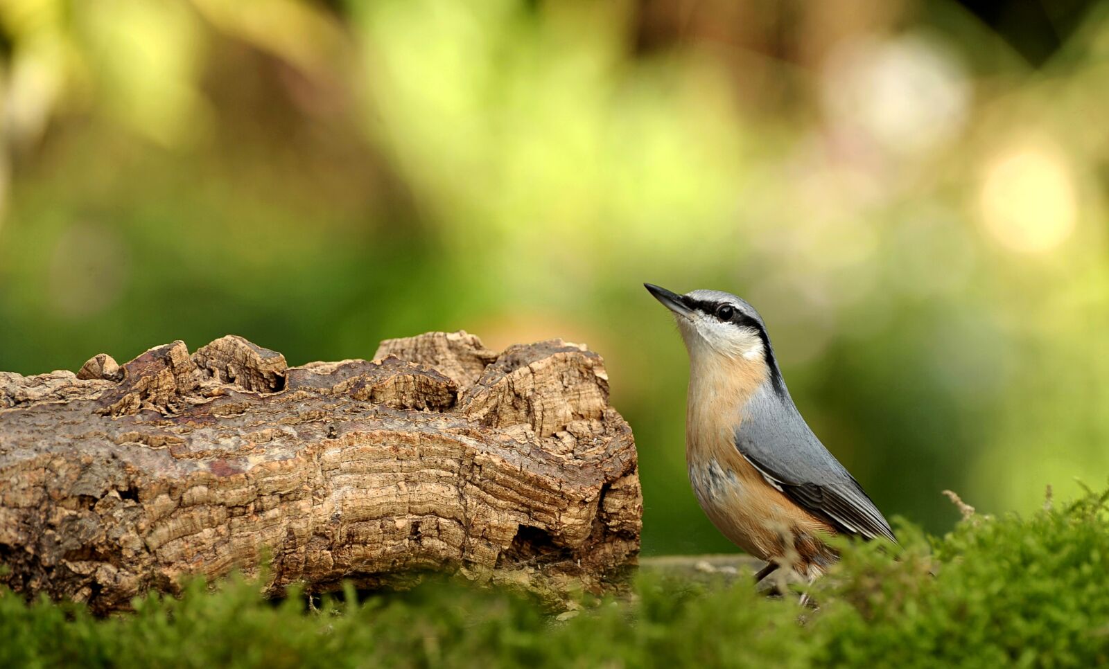 Nikon D3S sample photo. Animal world, bird, nature photography