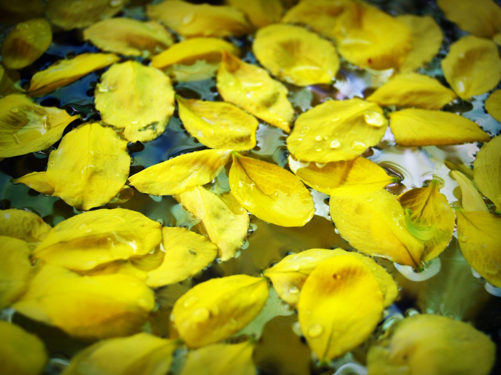 Olympus E-300 (EVOLT E-300) sample photo. Cassia, shower, golden photography