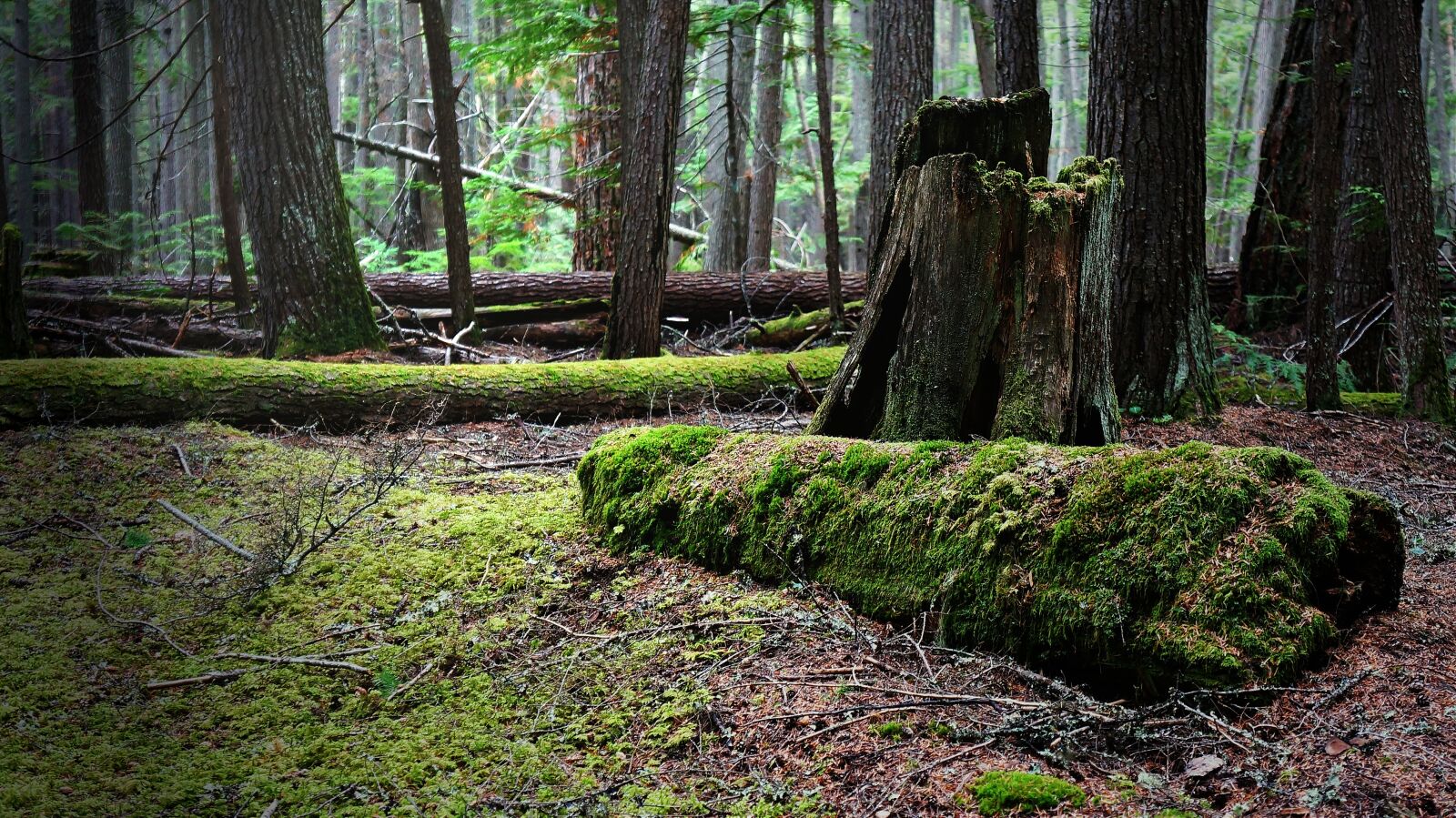 Sony Alpha NEX-5N sample photo. Forest, tree stump, nature photography