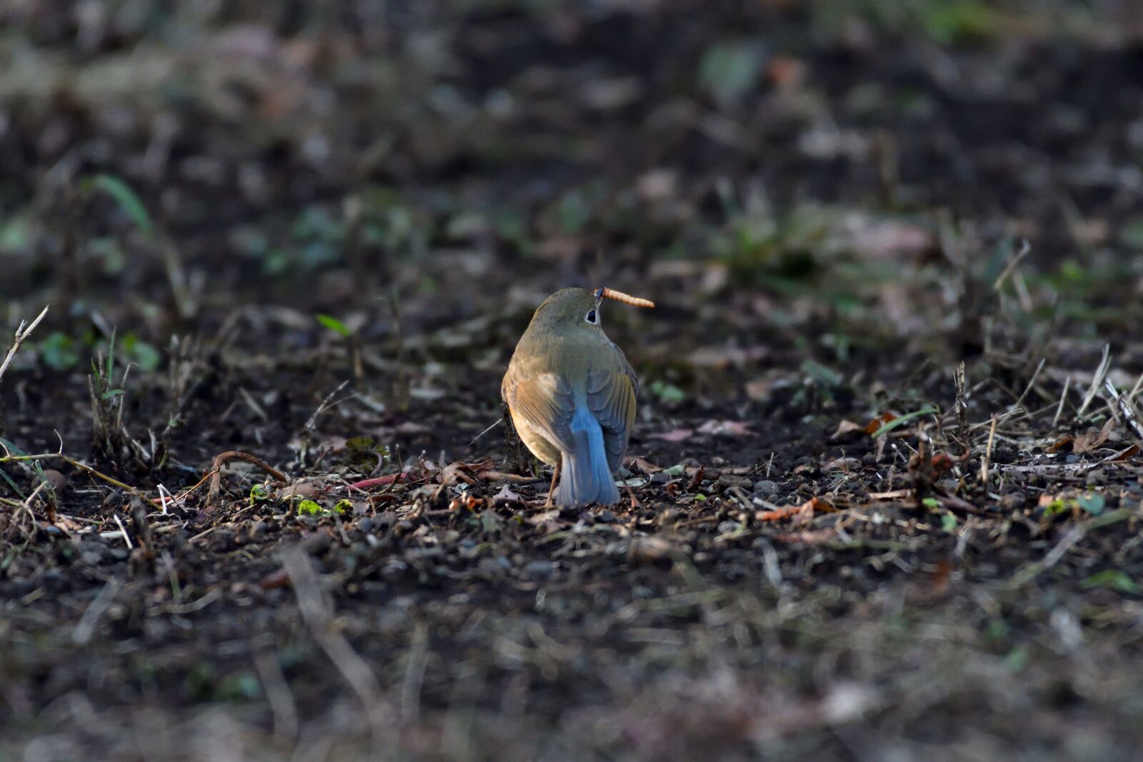 Nikon D500 sample photo. Natural, bird, wild animals photography
