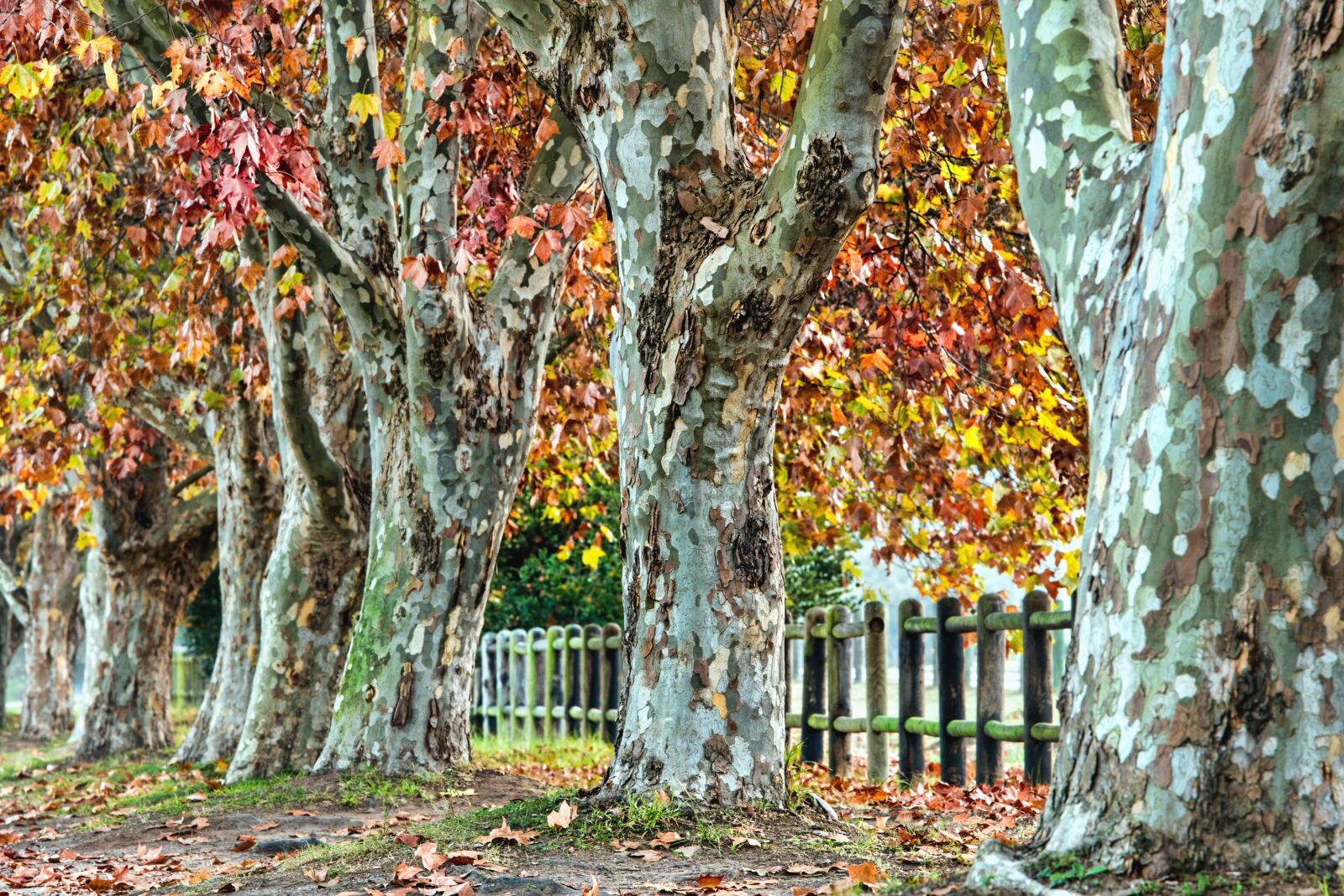 Canon EOS 70D sample photo. Park, autumn, forest, tree photography
