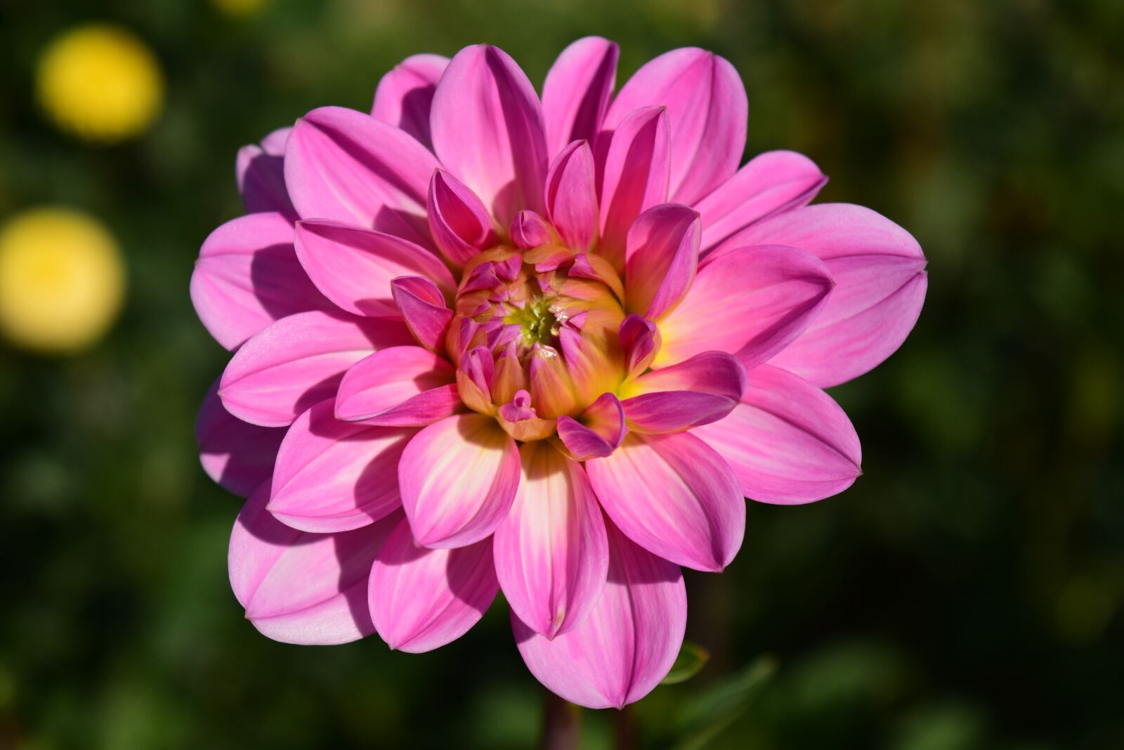 Nikon D3300 sample photo. Dahlia, blossom, bloom photography
