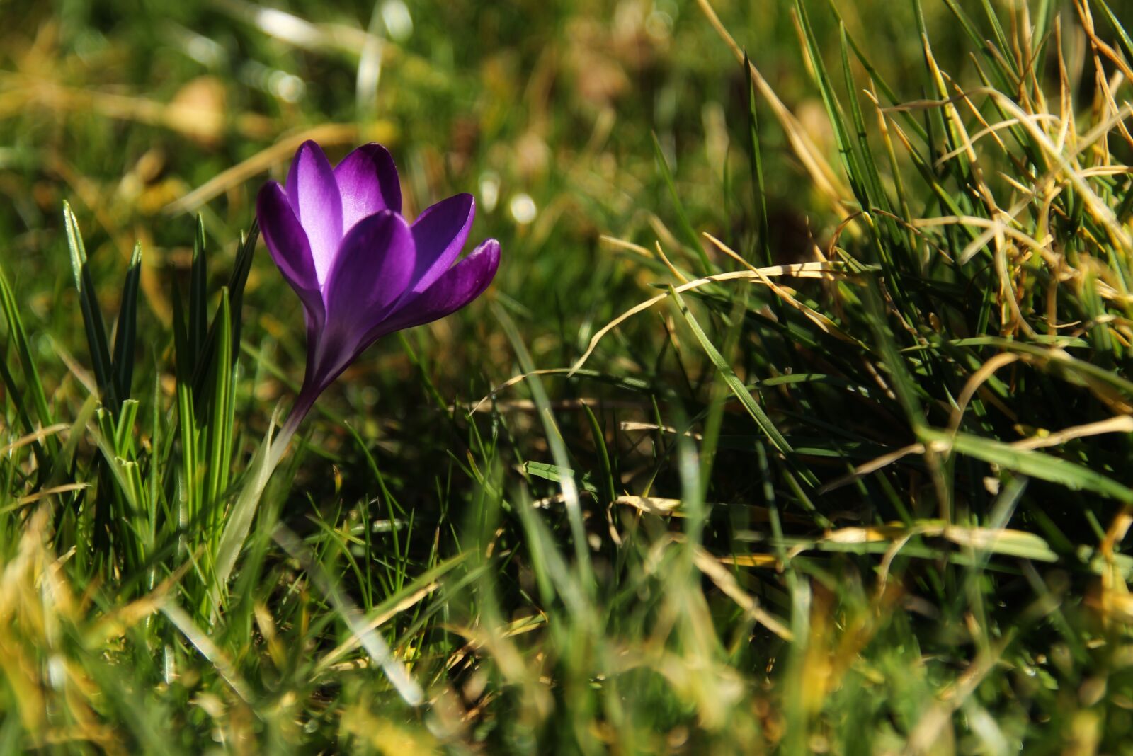 Canon EOS 1300D (EOS Rebel T6 / EOS Kiss X80) sample photo. Crocus, flower, spring photography