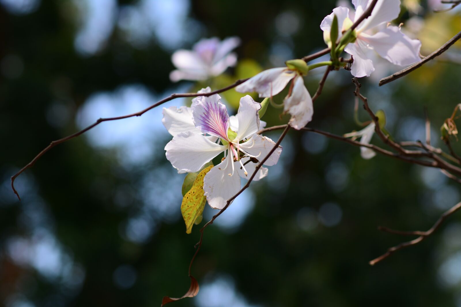 Nikon D7100 sample photo. Flowers, the leaves, tree photography
