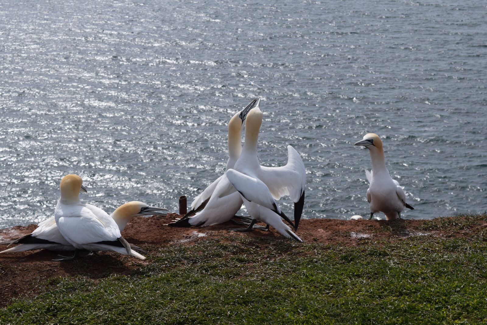 Nikon D3300 sample photo. Northern gannet, helgoland, bird photography