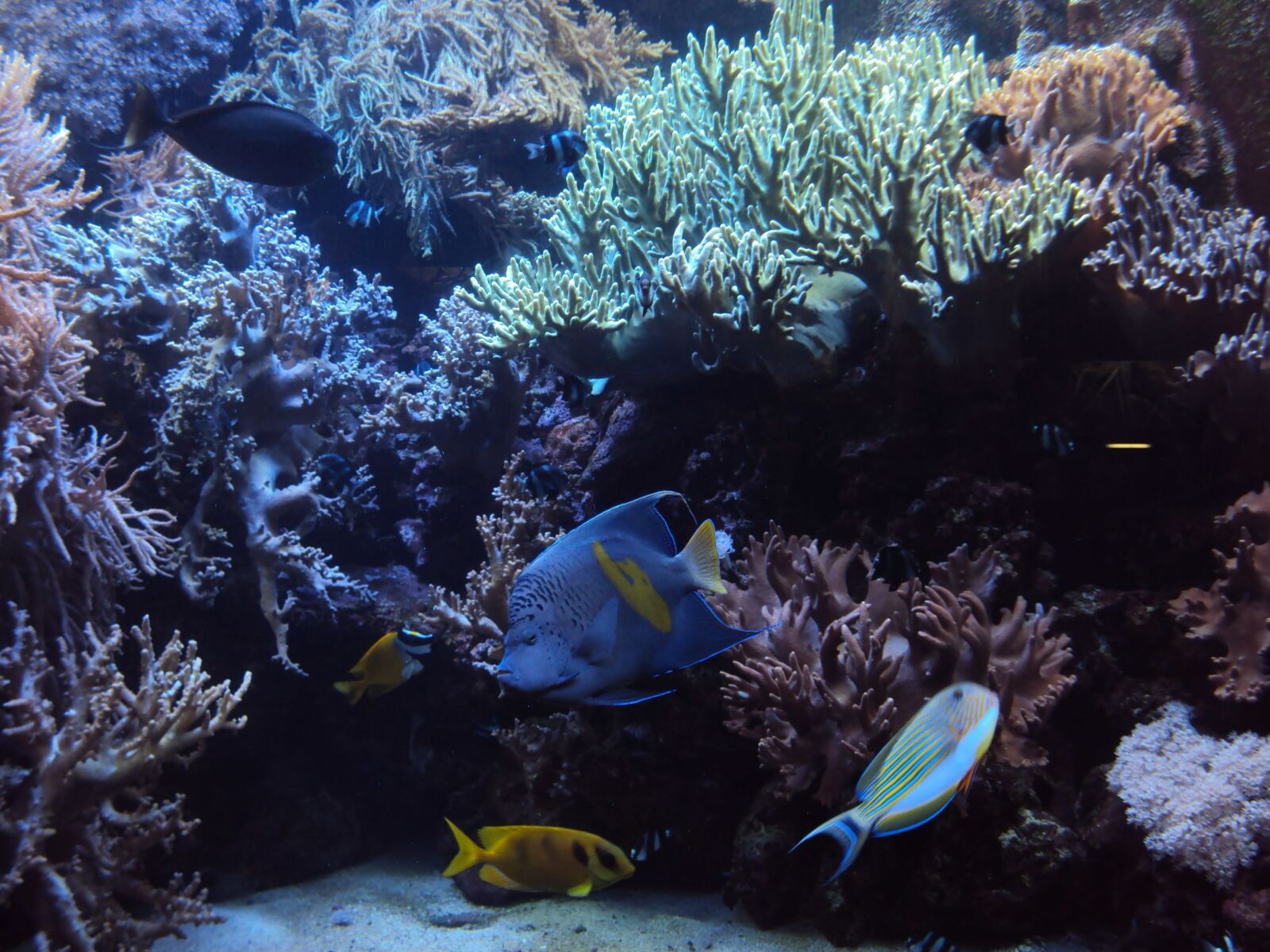 Sony DSC-W180 sample photo. Aquarium, fish, tropical photography