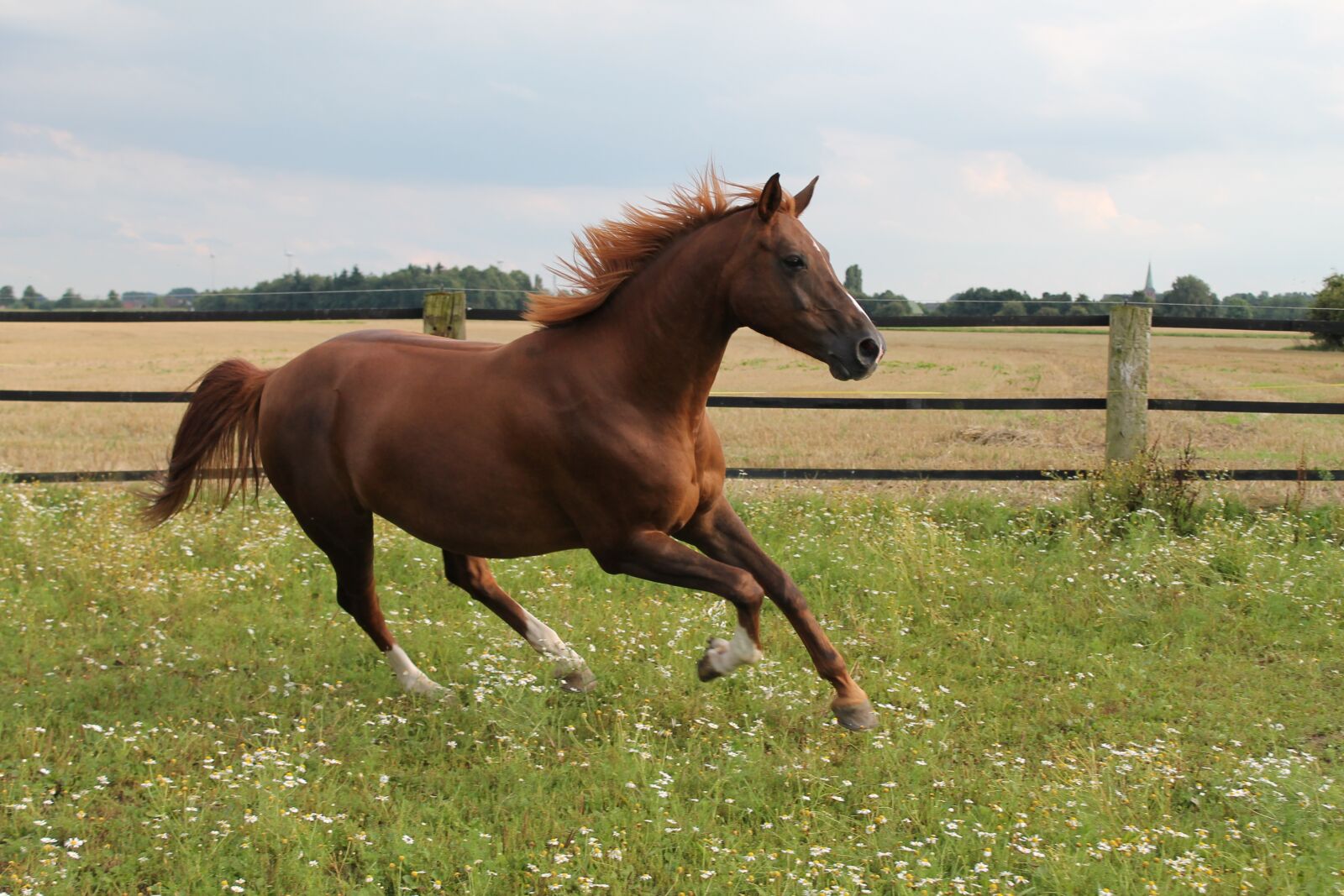Canon EOS 1100D (EOS Rebel T3 / EOS Kiss X50) sample photo. Horse, gallops, pasture photography