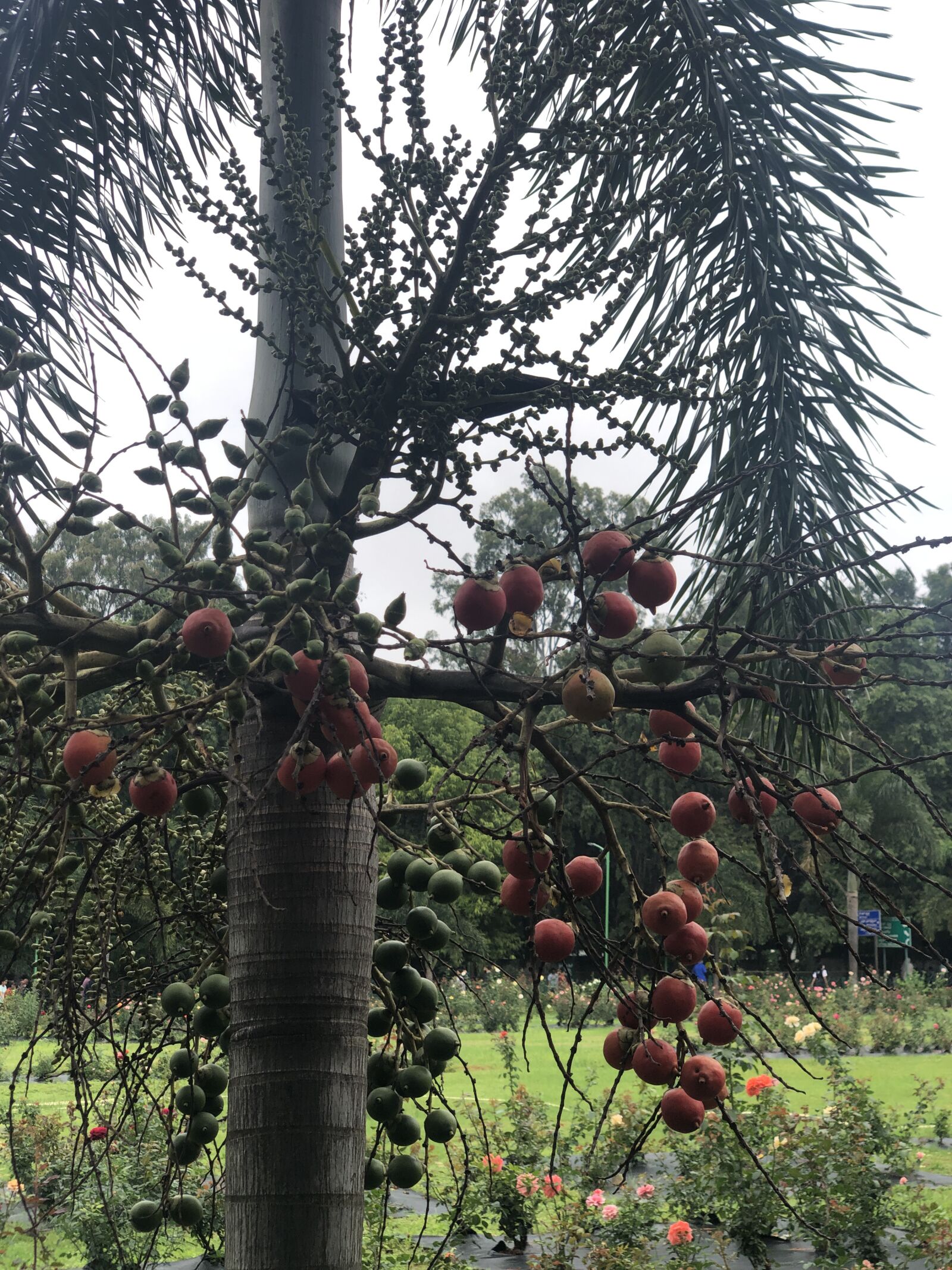 iPhone X back dual camera 6mm f/2.4 sample photo. Tree, fruit, branch photography