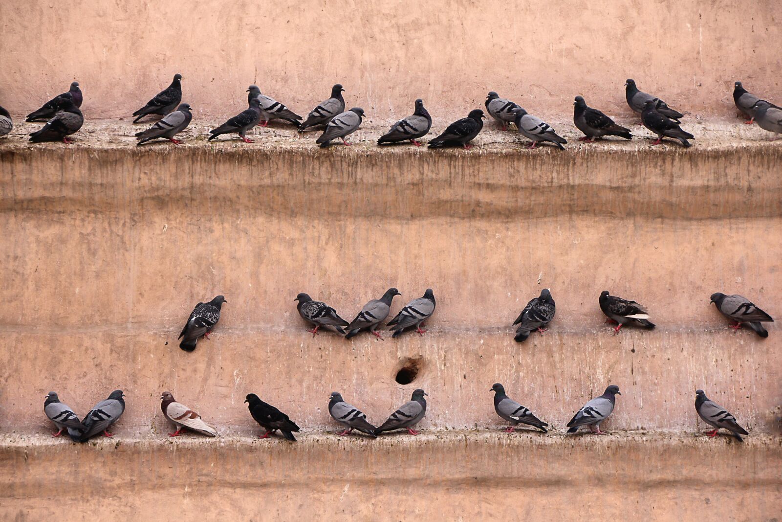 Canon EOS 550D (EOS Rebel T2i / EOS Kiss X4) sample photo. Pigeons, wall, gathered photography