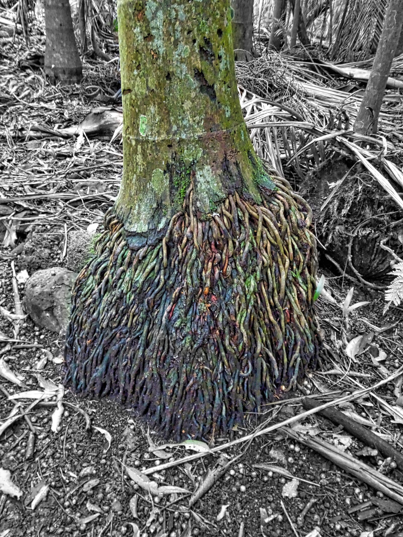 Sony Cyber-shot DSC-HX90V sample photo. Tree trunk, ribbon, roots photography