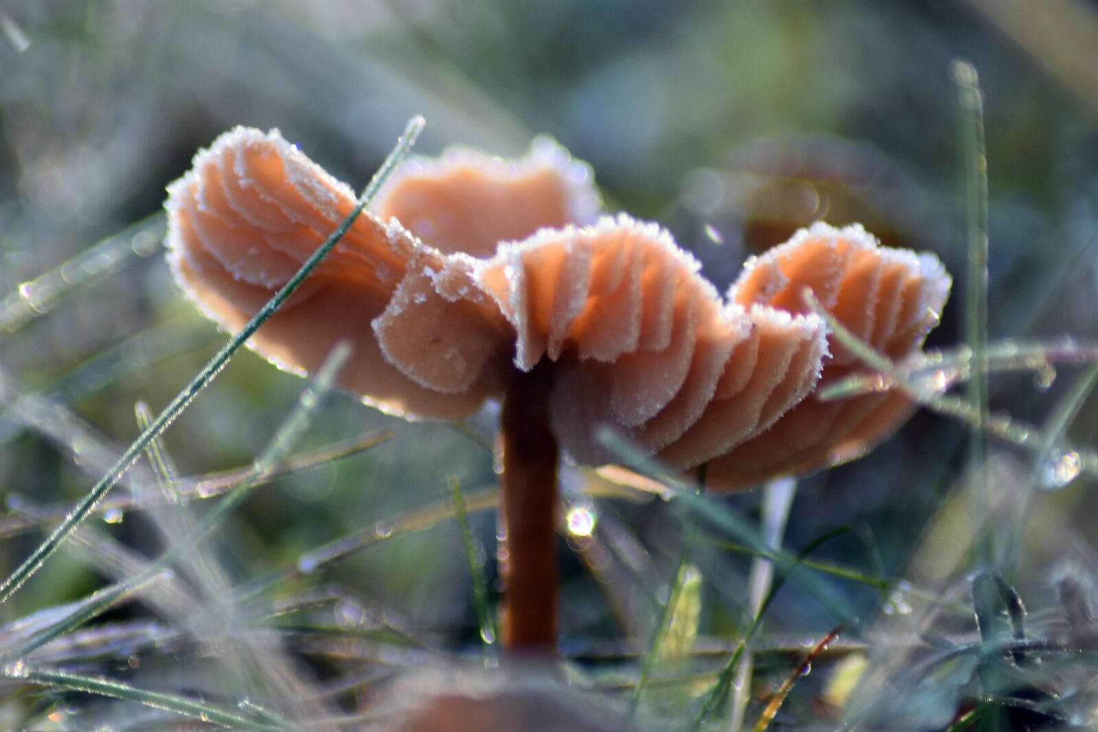 Nikon D3400 sample photo. Forest, mushrooms, nature photography