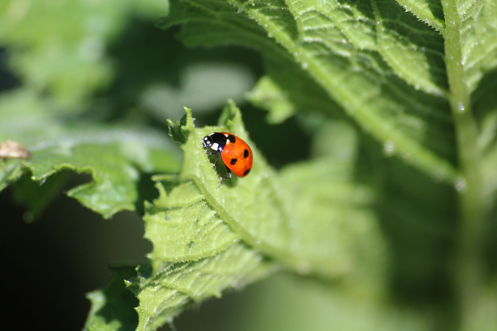 Canon EOS 1200D (EOS Rebel T5 / EOS Kiss X70 / EOS Hi) sample photo. Nature, ladybug, summer photography