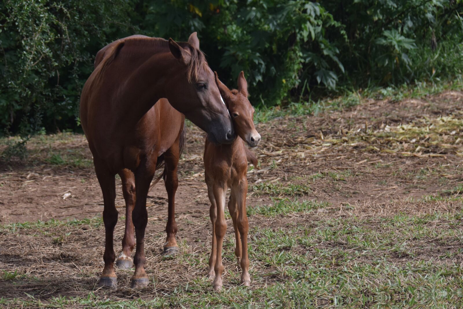 Nikon D5300 sample photo. Equine, mare, puppy photography