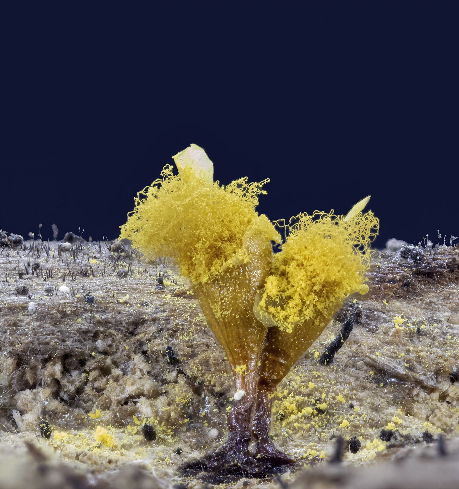 Canon MP-E 65mm F2.5 1-5x Macro Photo sample photo. Slime-mold, spores, threads photography