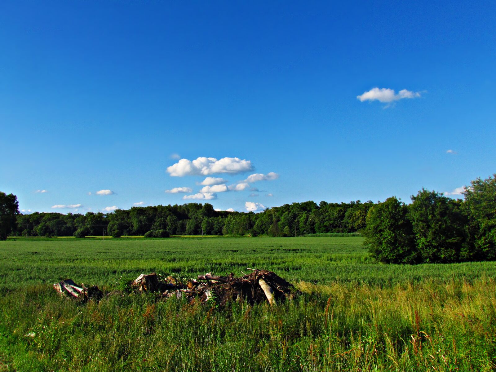 Canon PowerShot SX30 IS sample photo. Field, meadow, green photography