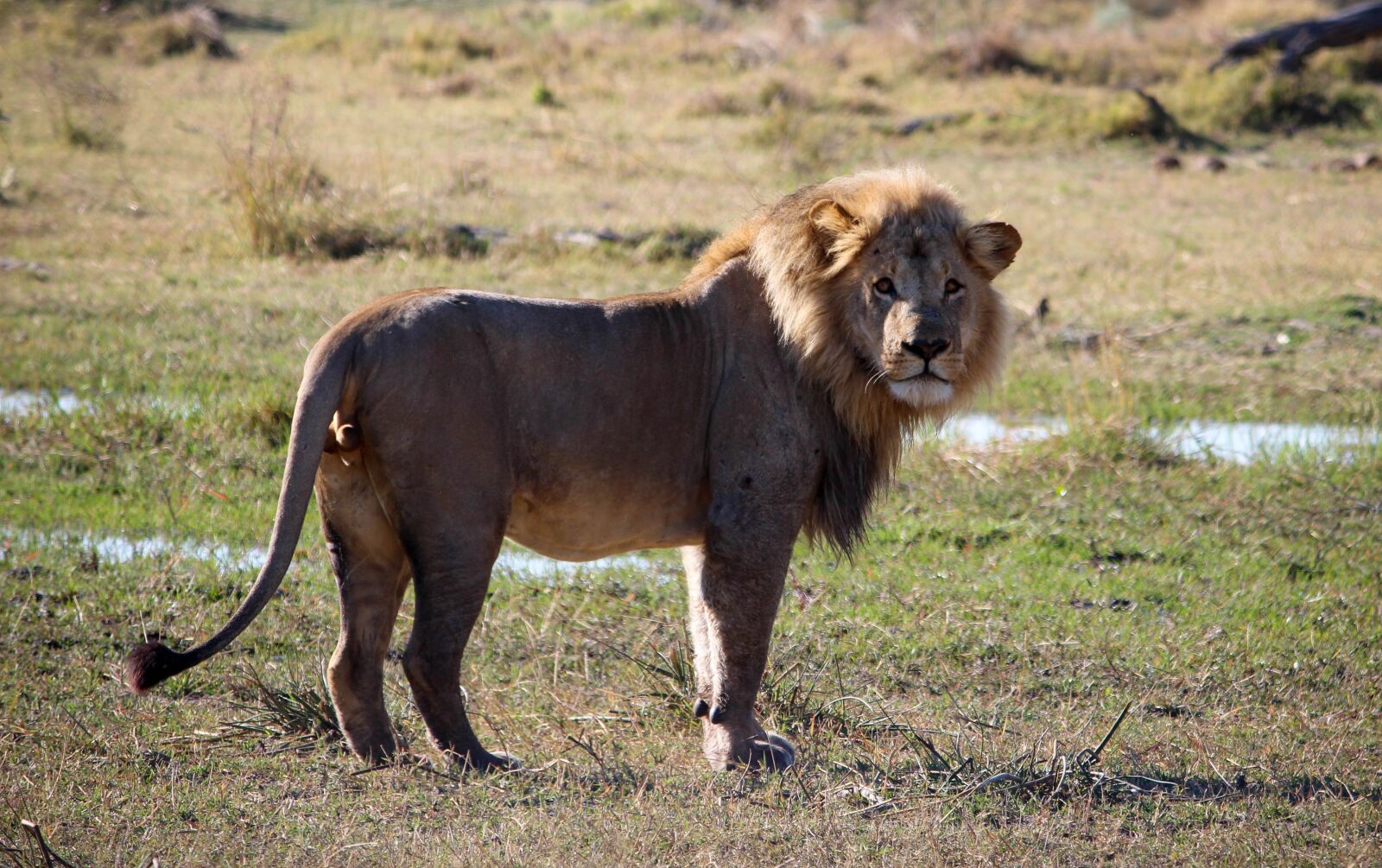 Canon EOS 650D (EOS Rebel T4i / EOS Kiss X6i) + Canon EF-S 55-250mm F4-5.6 IS II sample photo. Lion, africa, male photography