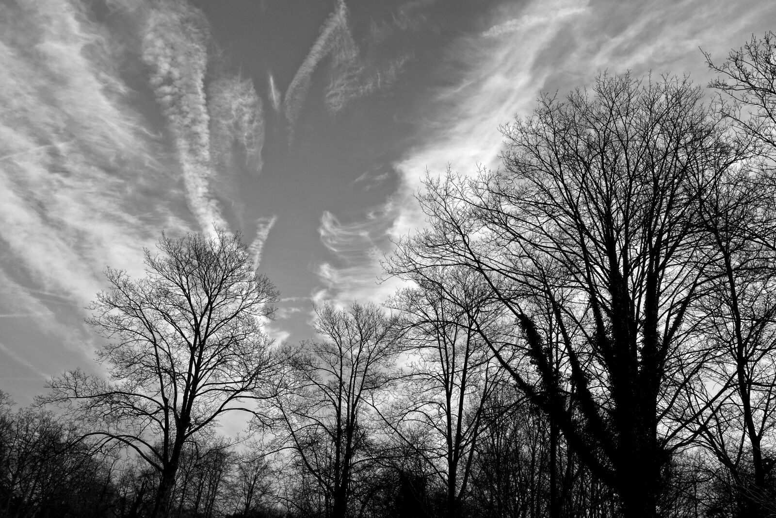 Sony Cyber-shot DSC-RX100 sample photo. Tree, branch, bare branch photography